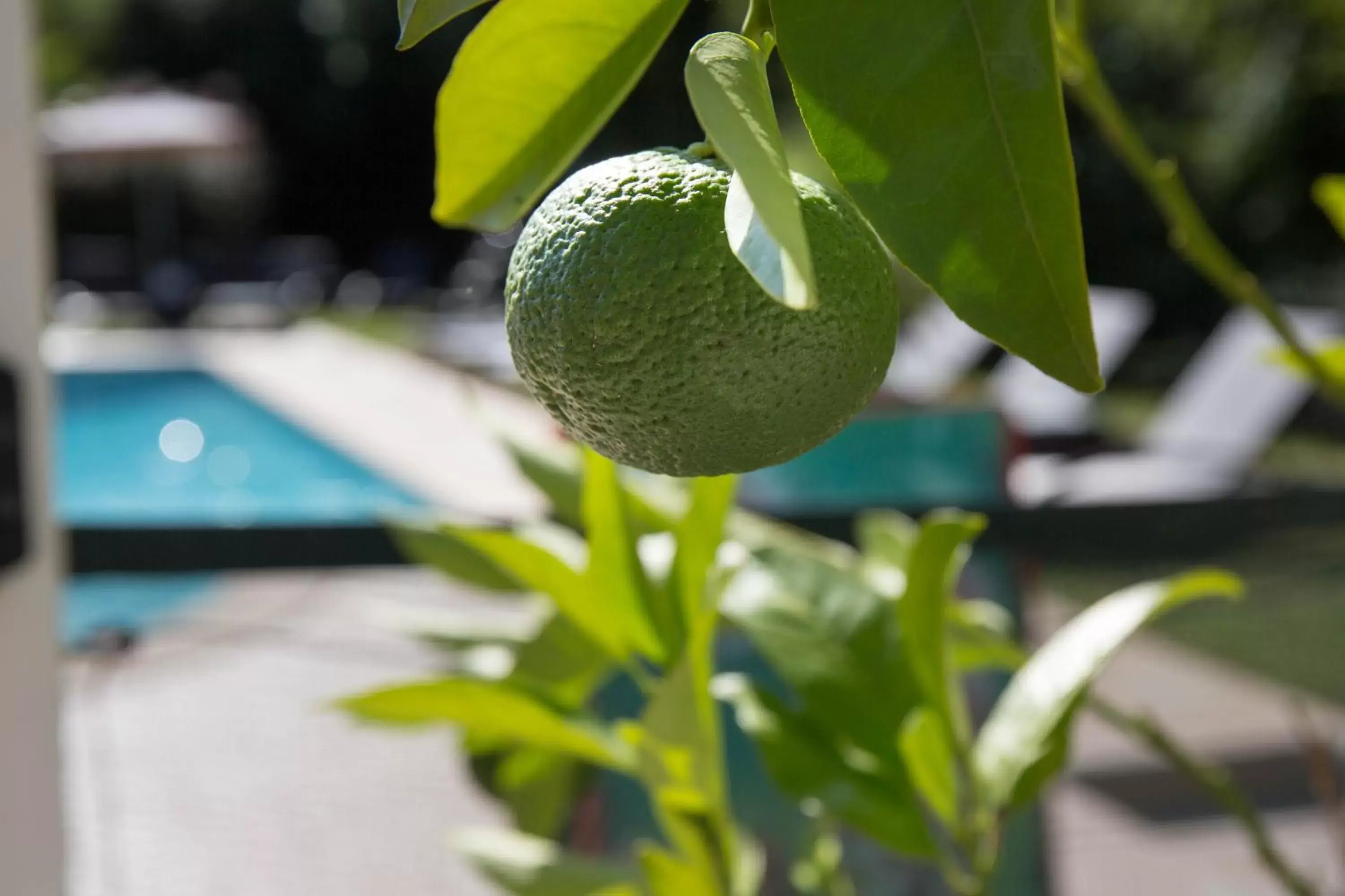 Garden, Food in The Originals City, Hôtel Le Lodge, Bayonne Nord