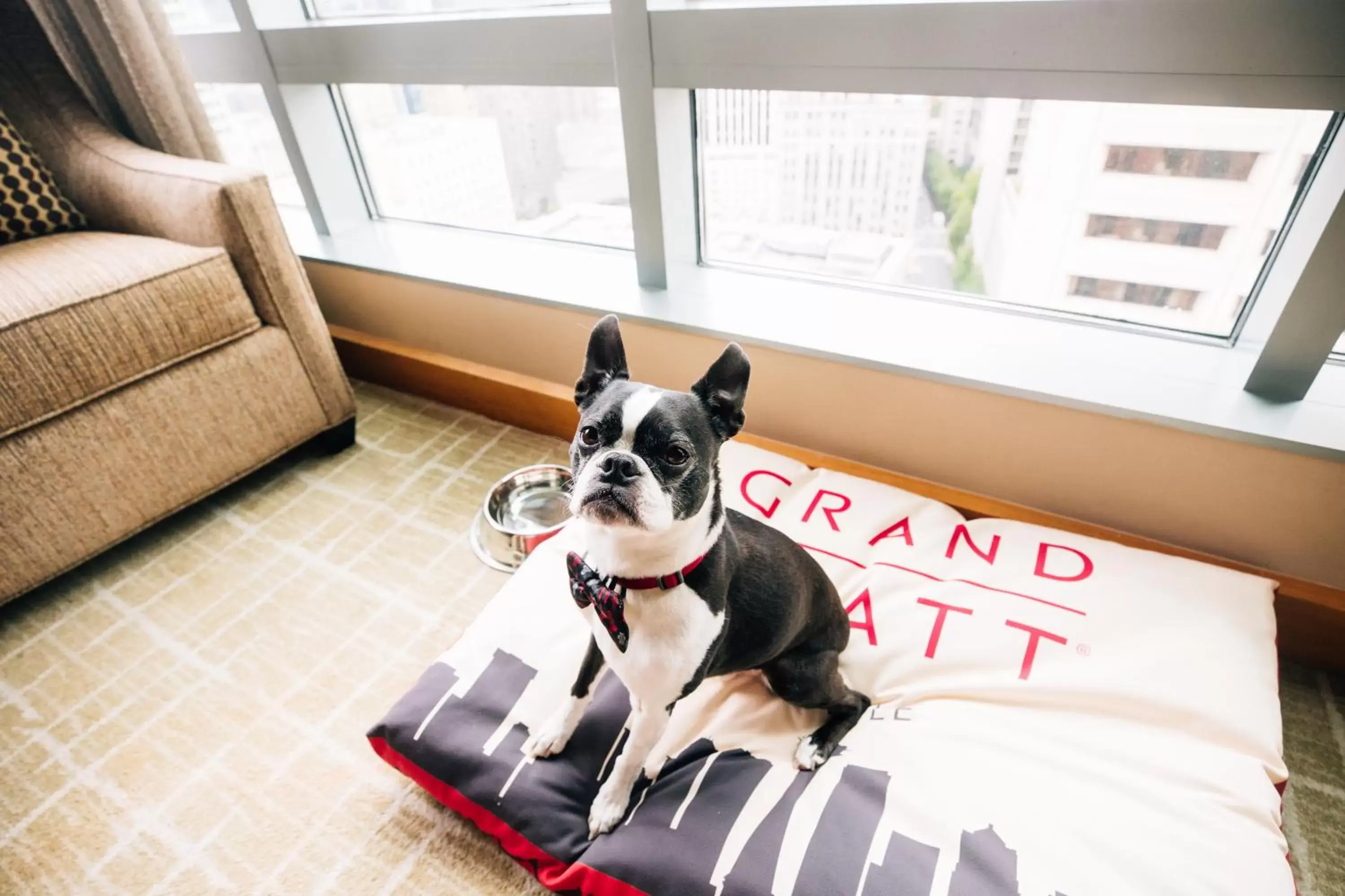 Pets in Grand Hyatt Seattle