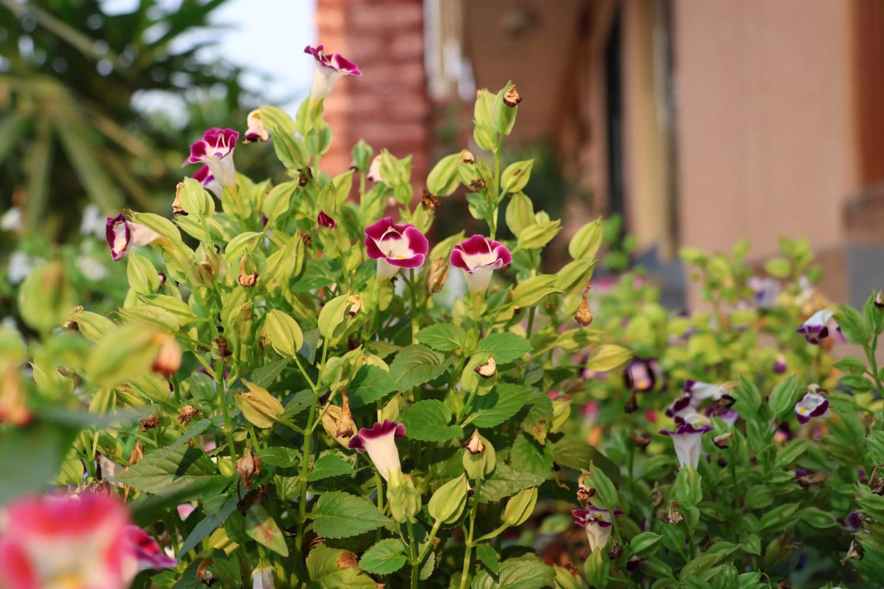 Garden in Saveda Farm & Cottages
