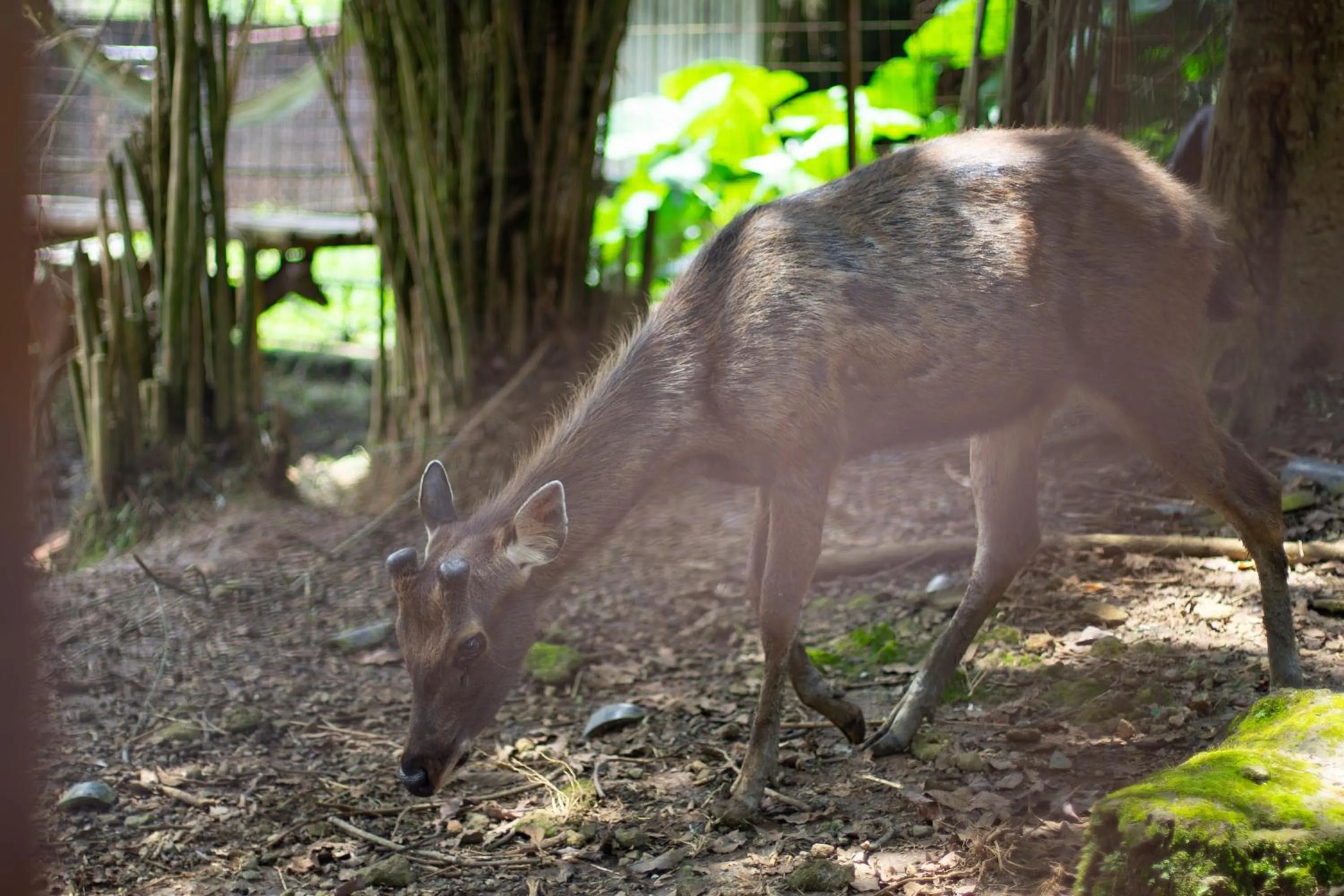 RedDoorz Plus at Hotel Negeri Baru Lodaya Puncak