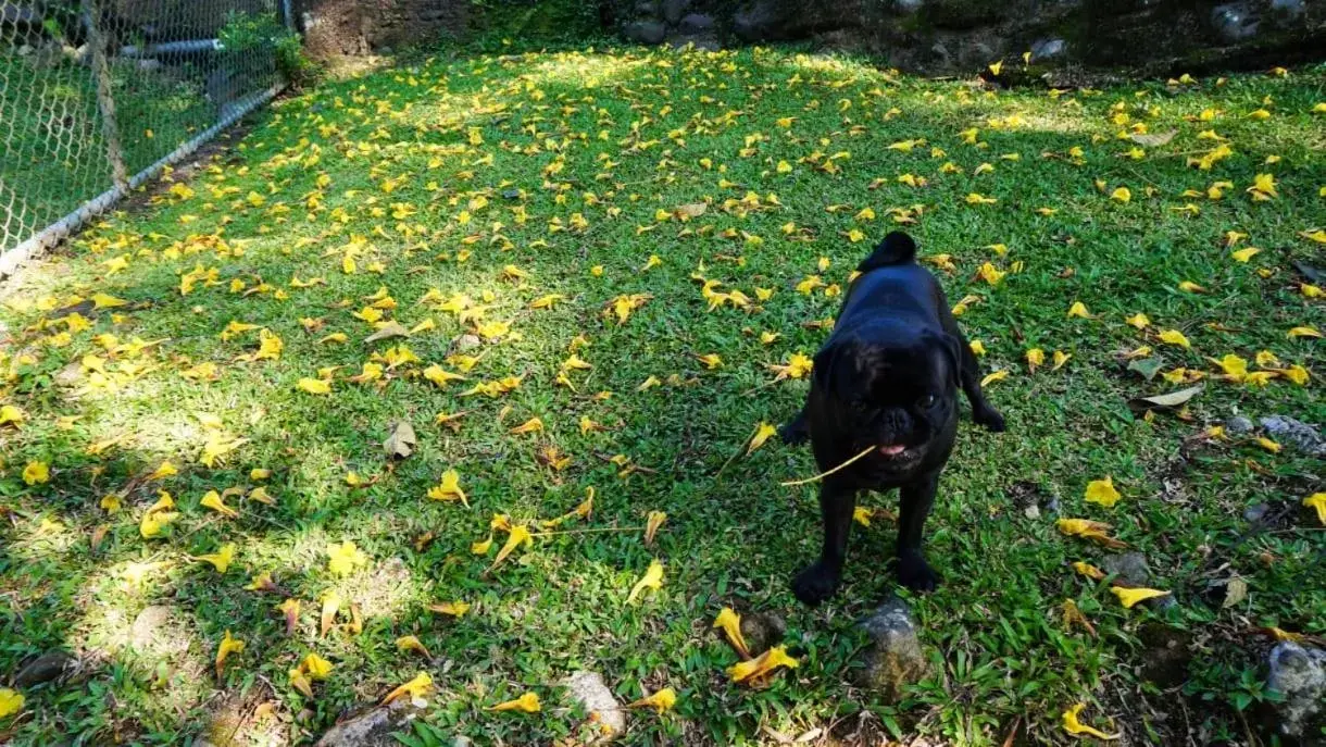 Day, Horseback Riding in Hospedaje La Naciente