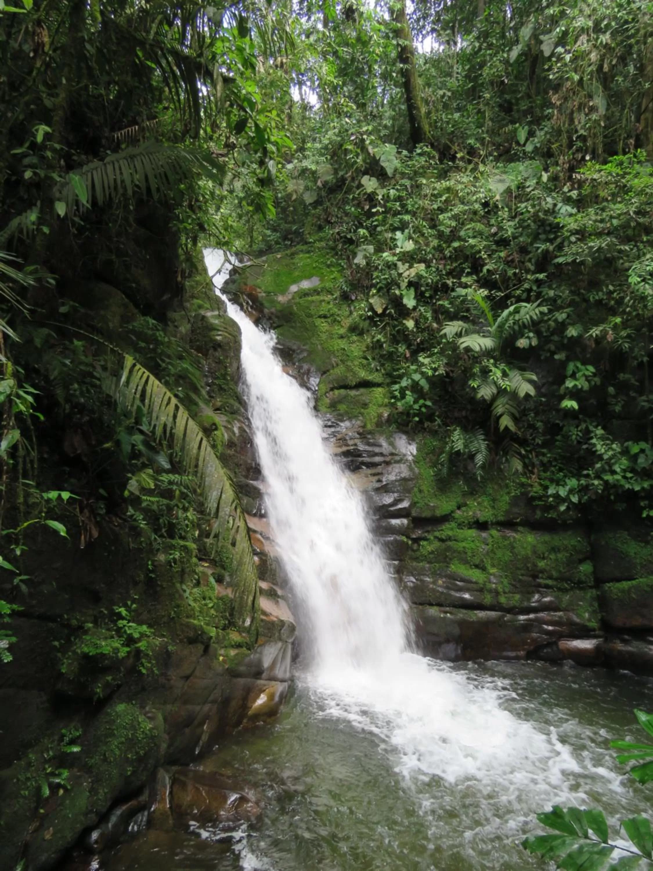 Natural landscape in La Cabaña Ecohotel - Valle del Cocora