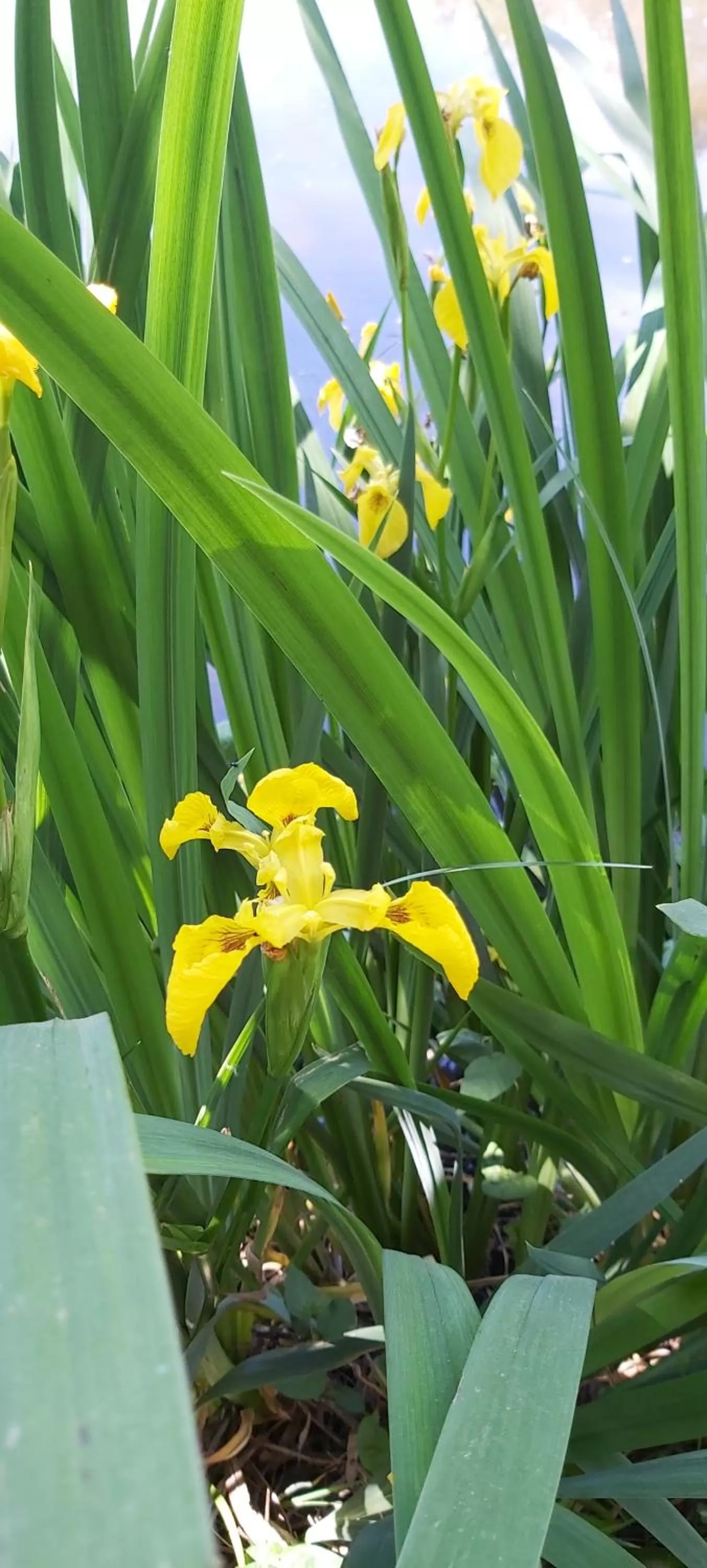 Spring in Les Roulottes des Ris