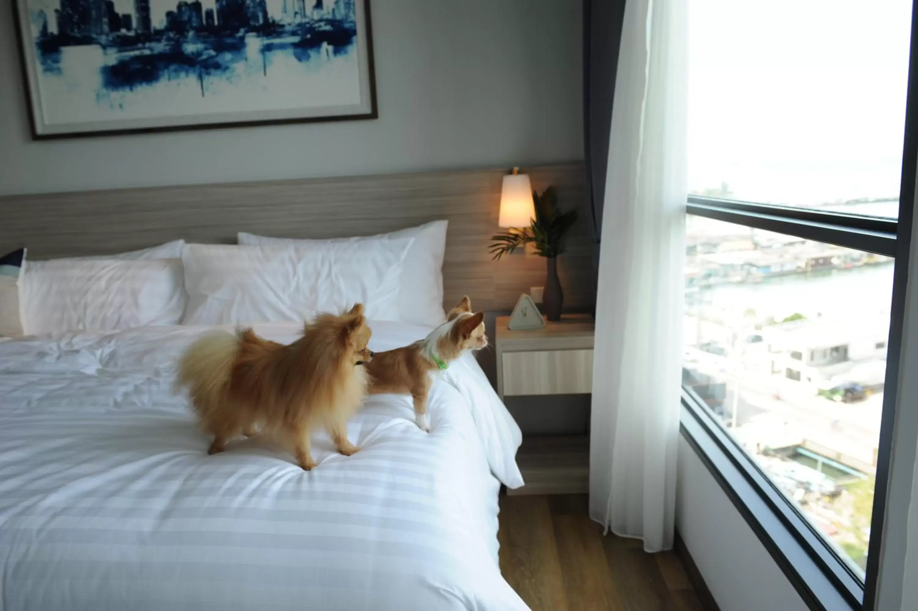 Pets, Bed in Oakwood Hotel & Residence Sriracha - SHA Extra Plus