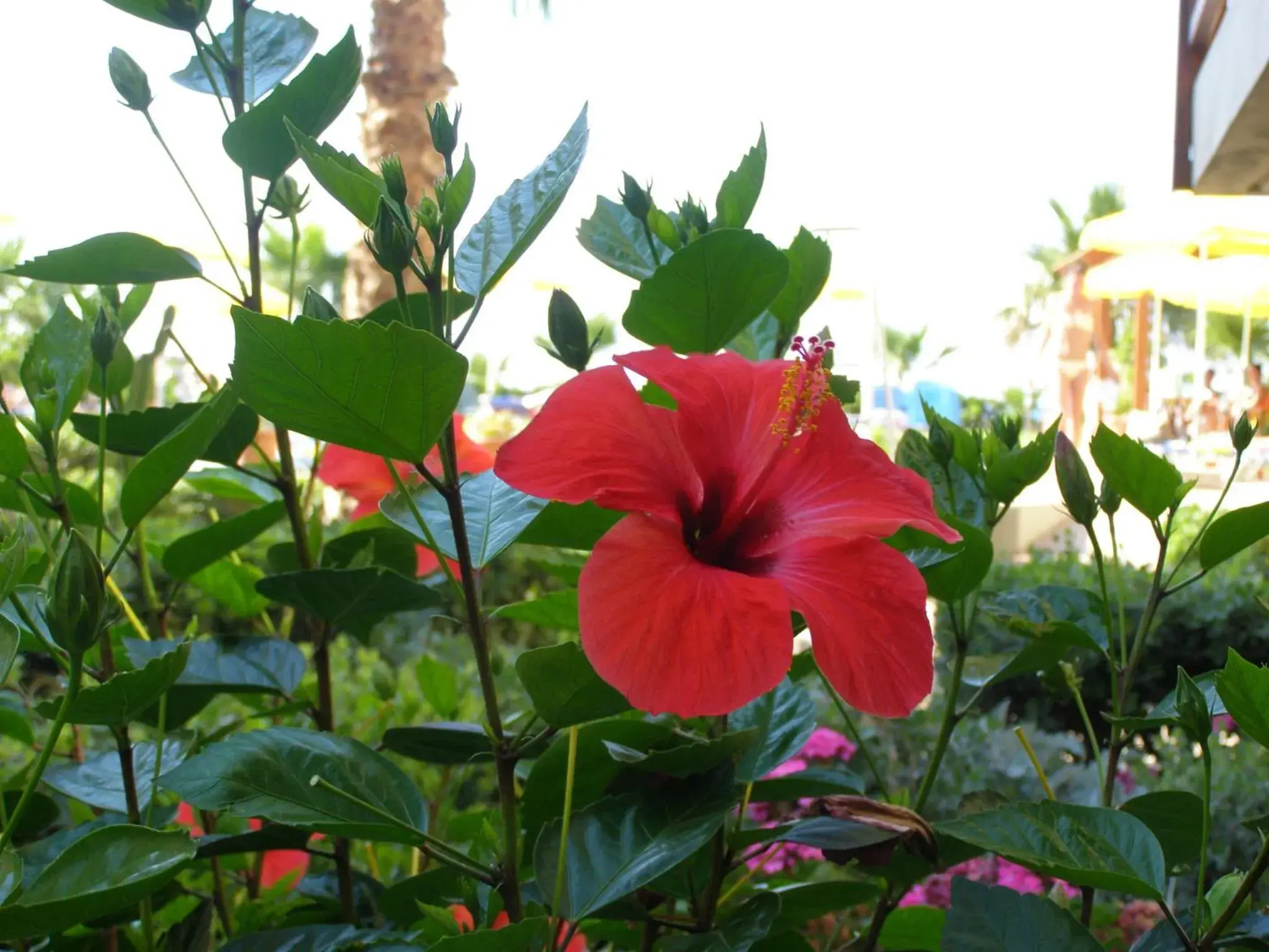 Garden in Ilian Beach