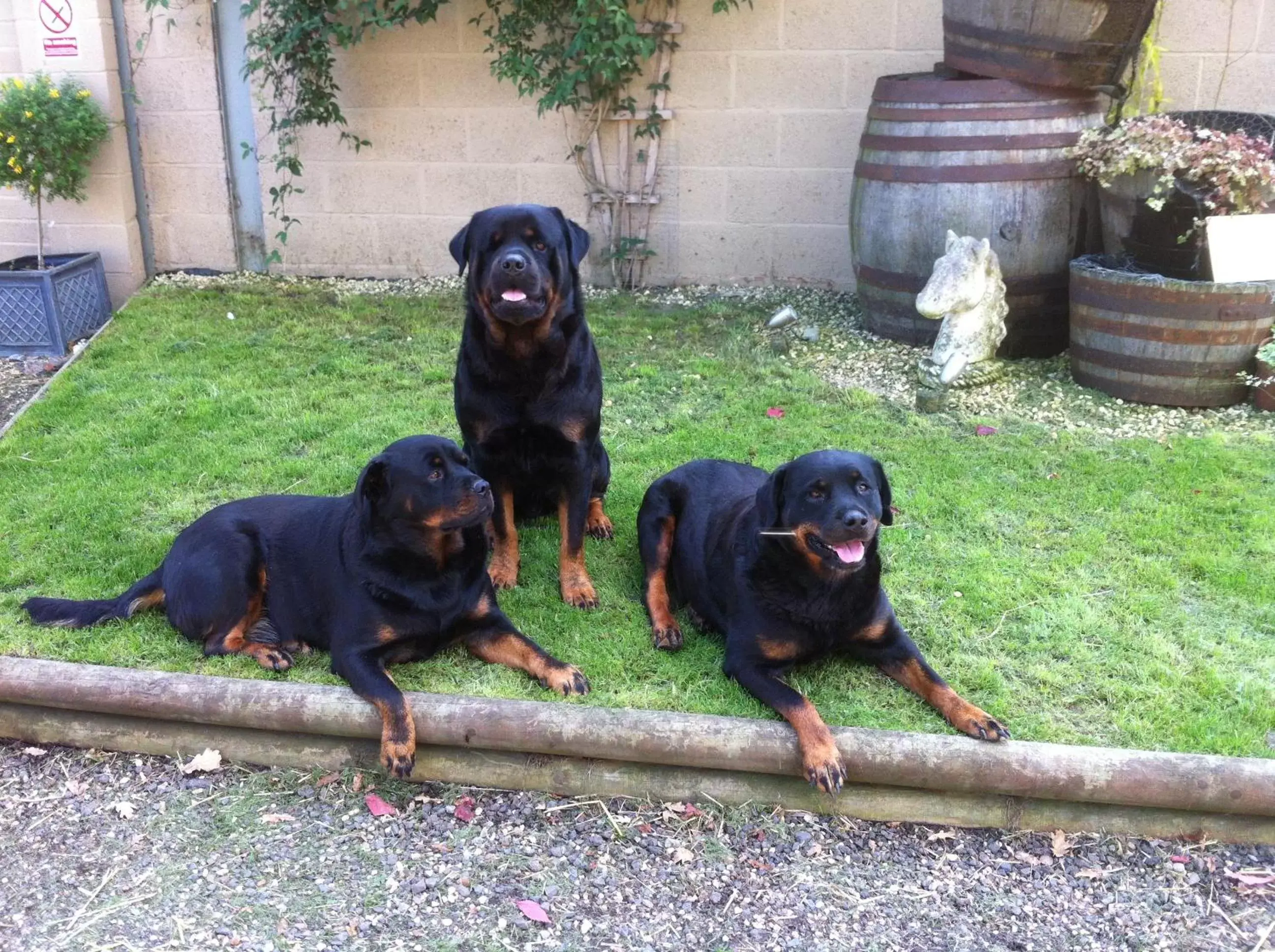 Other, Pets in The Stables - Deer Park Farm