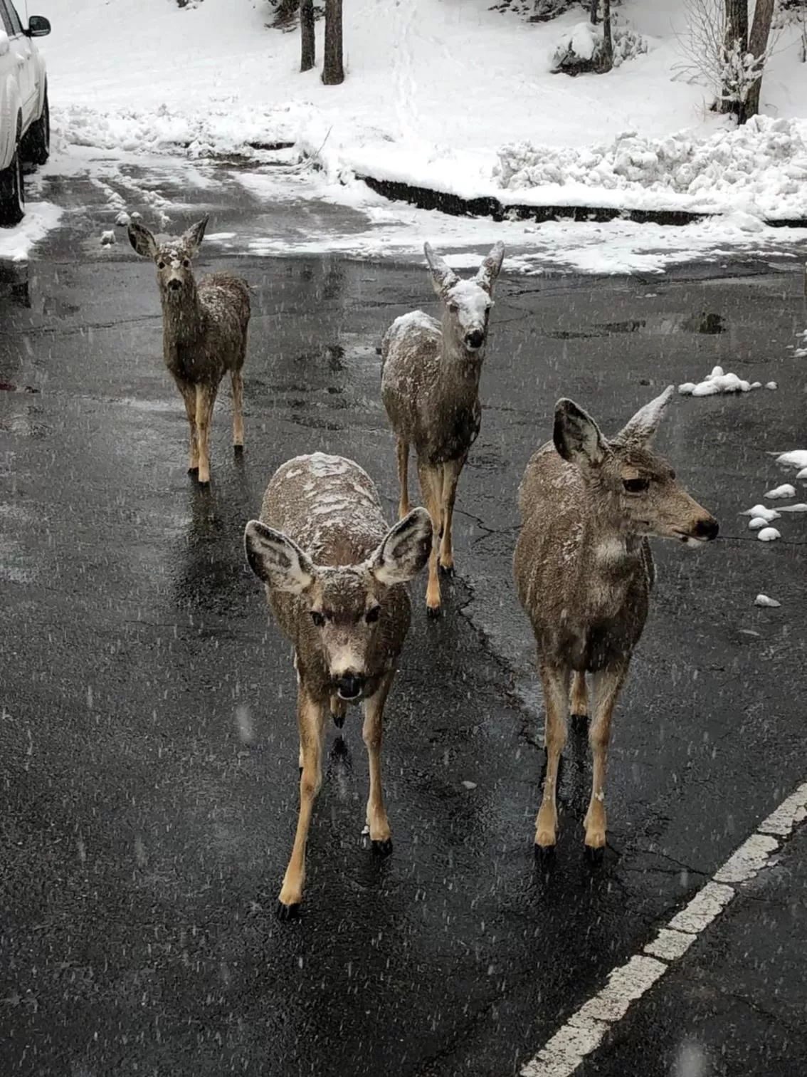 4 Seasons Inn on Fall River