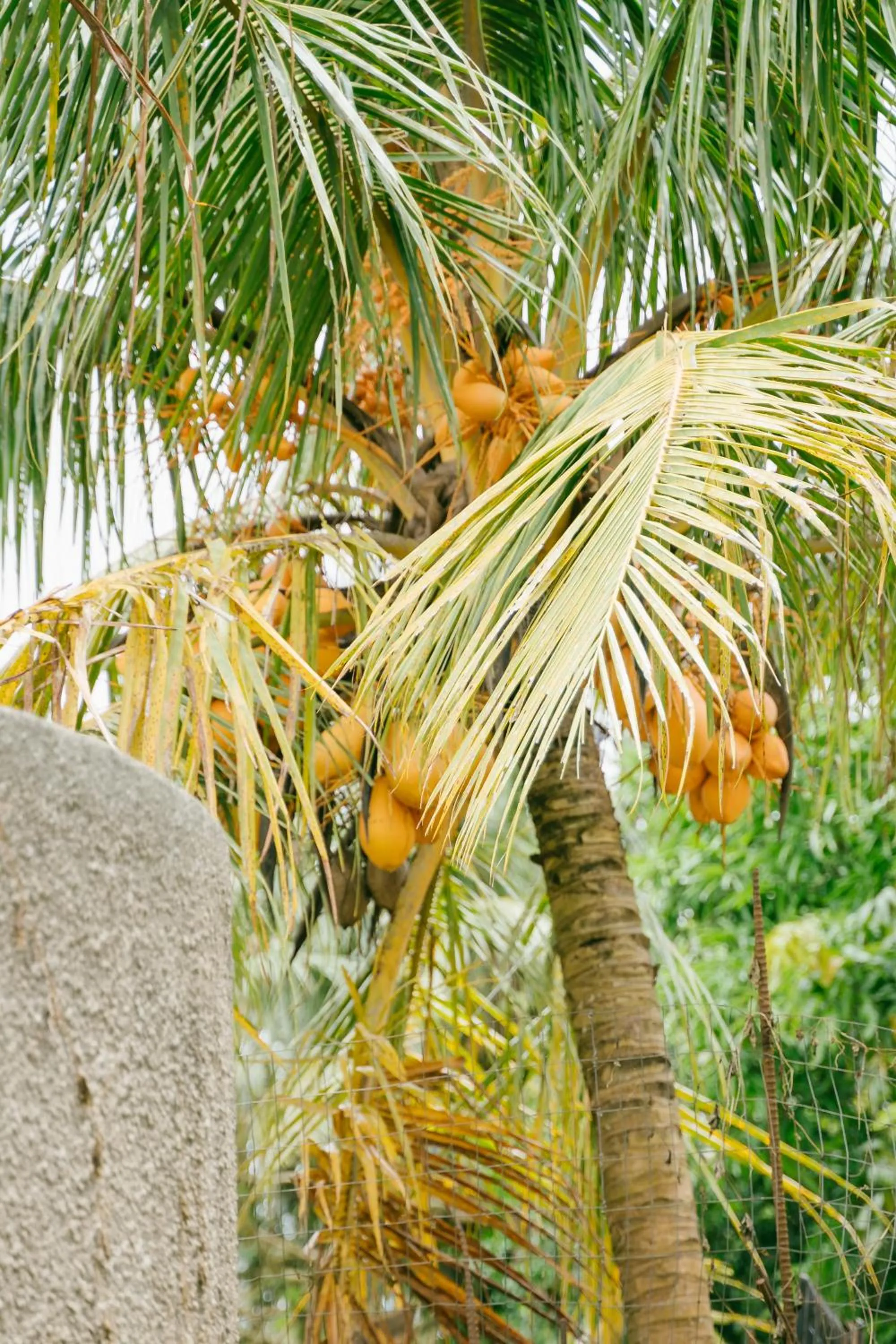 Garden view in Saipan Emerald Villa
