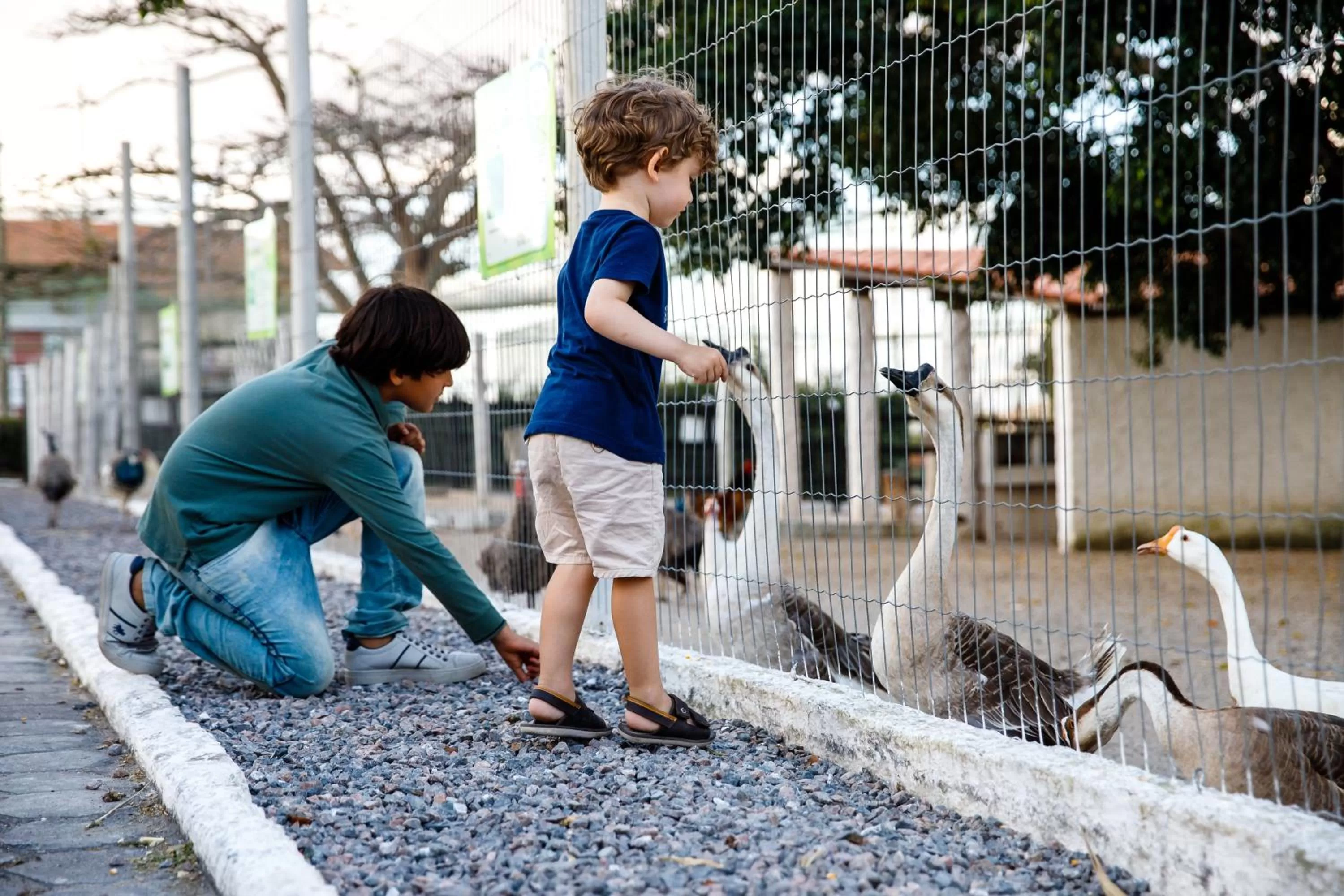 Animals in Villa Hípica Resort