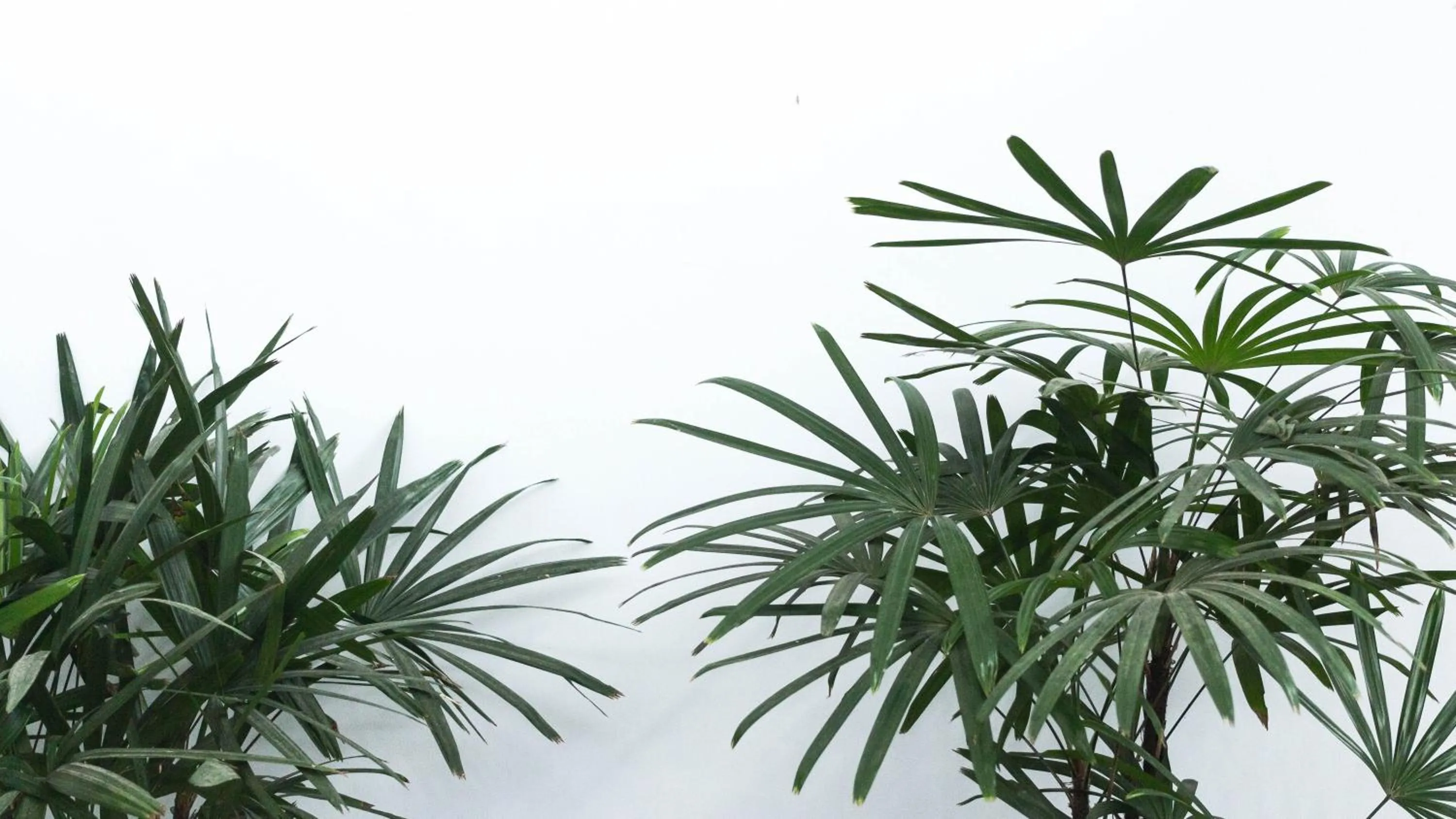 Garden in Maison de Cheer