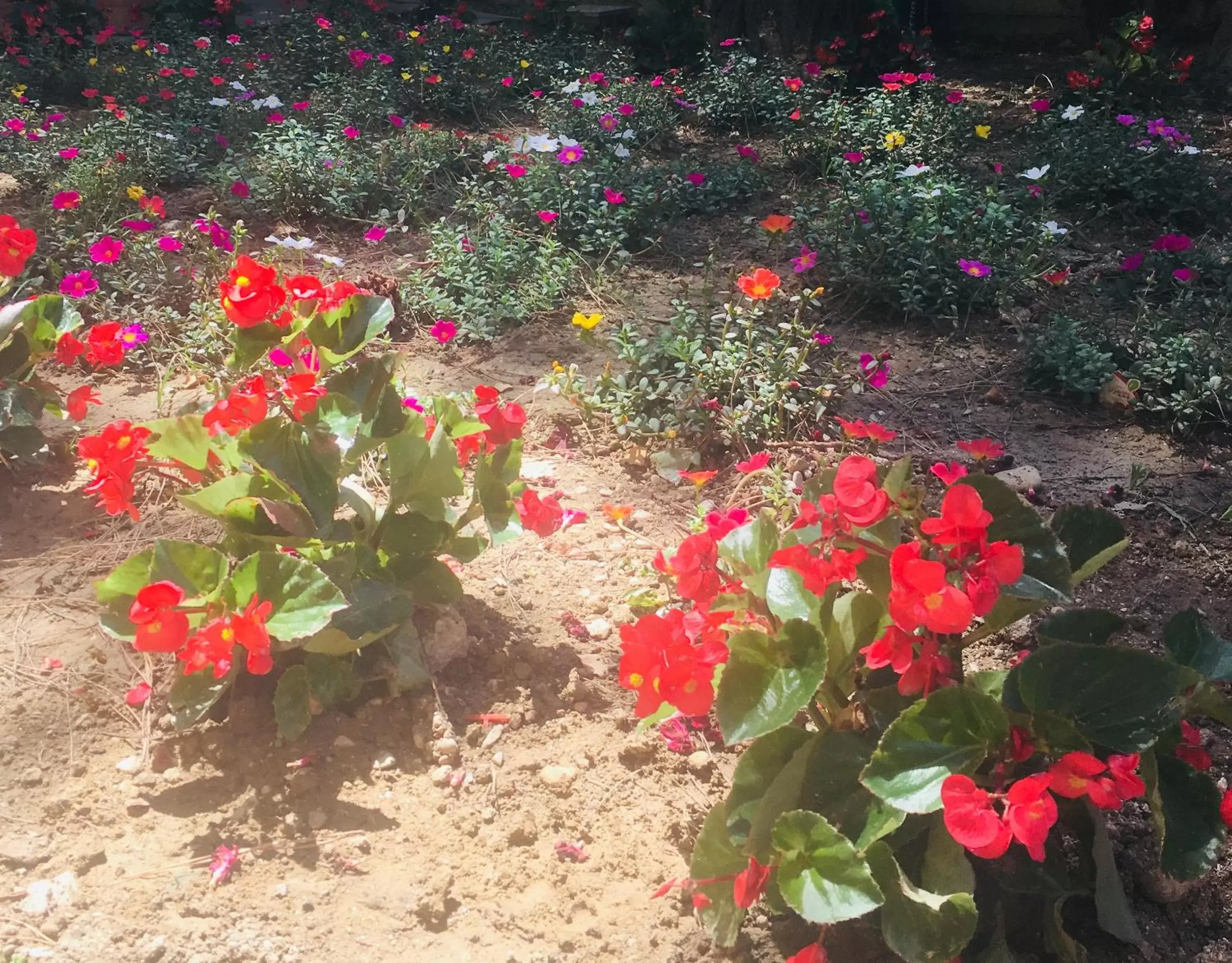 Garden in La casa di nonno Giulio