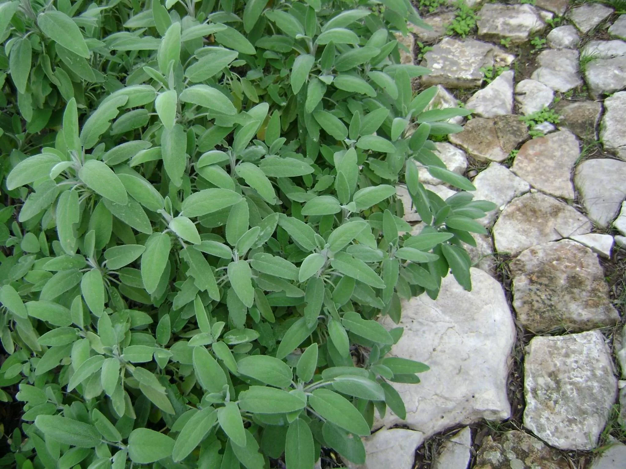 Garden in B&B Villa Mediterranea with parking space