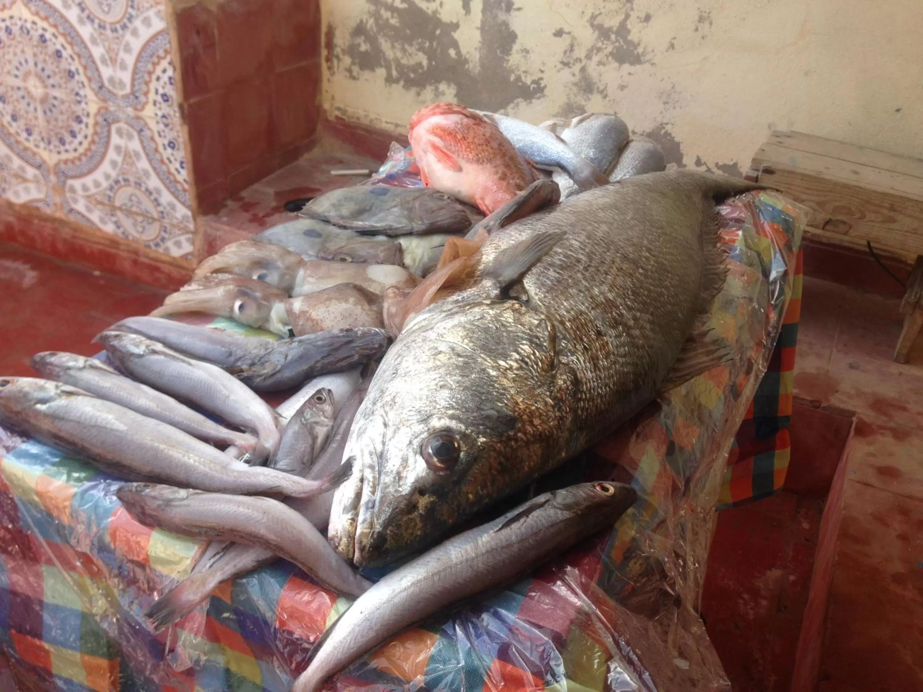 Other Animals in Hotel El ghazi