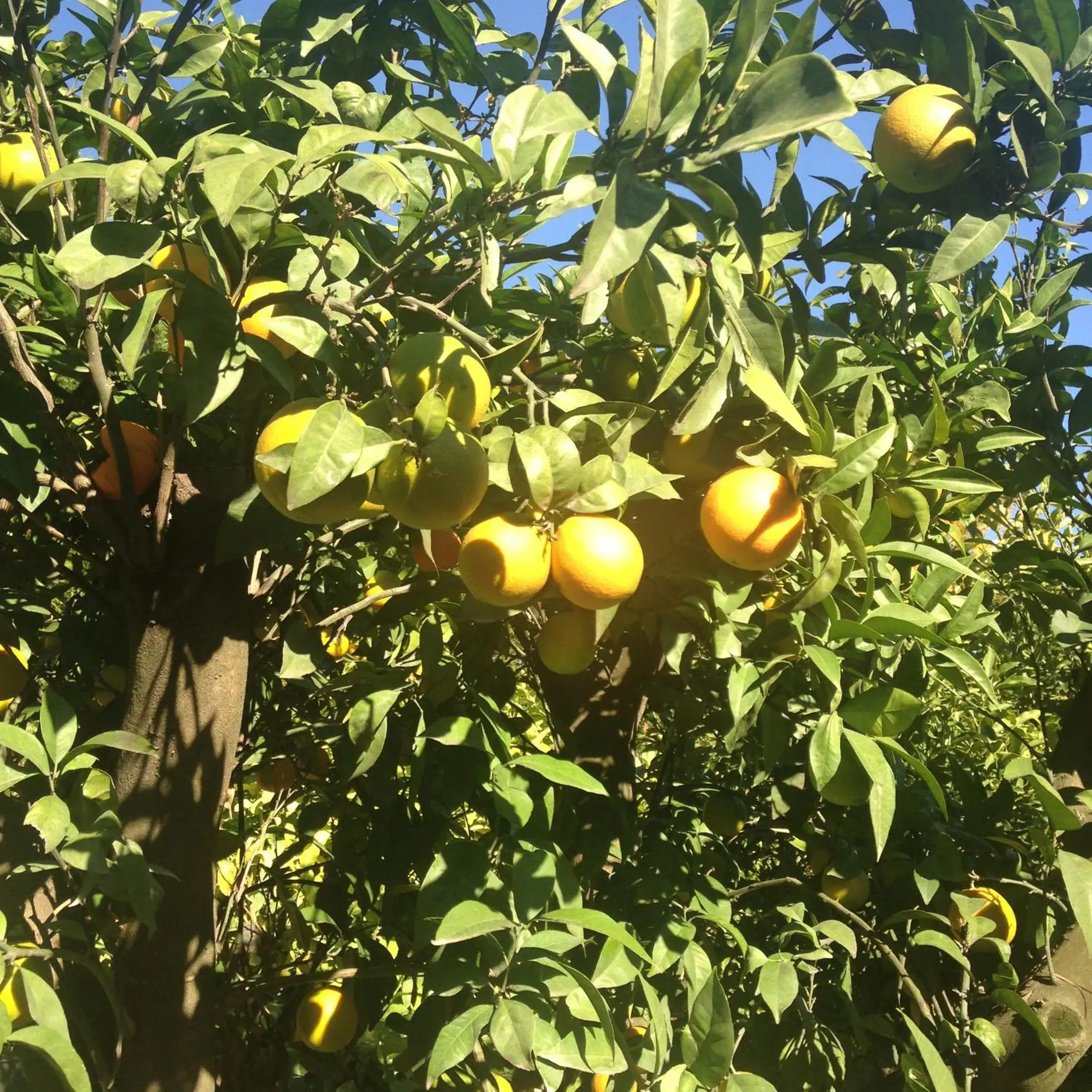 Garden in La Bellaudiere