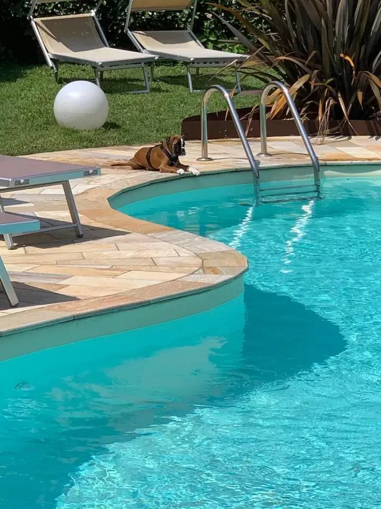 Pets, Swimming Pool in Hotel Brescia