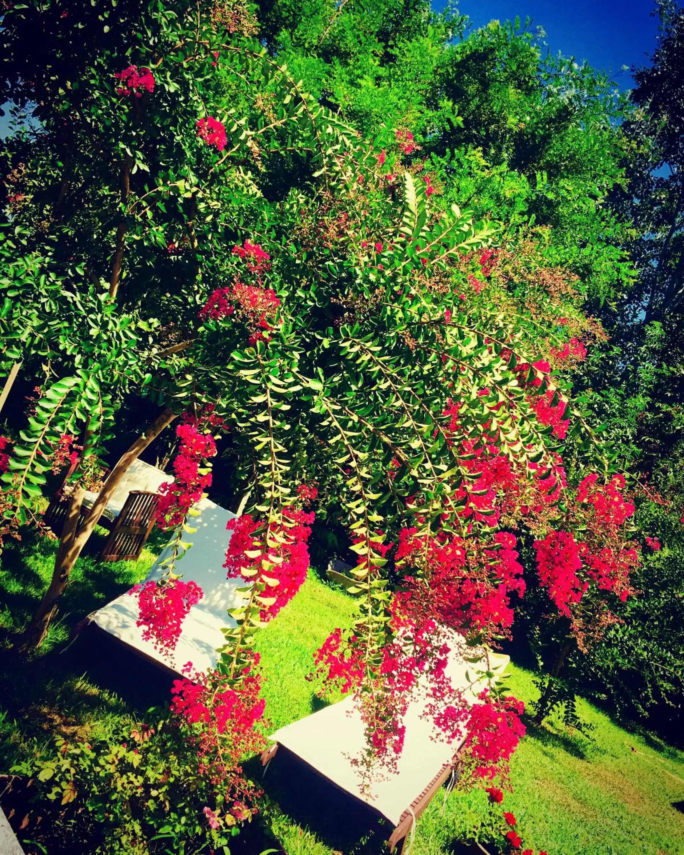 Garden in B&B La Villarella dei Tulipani