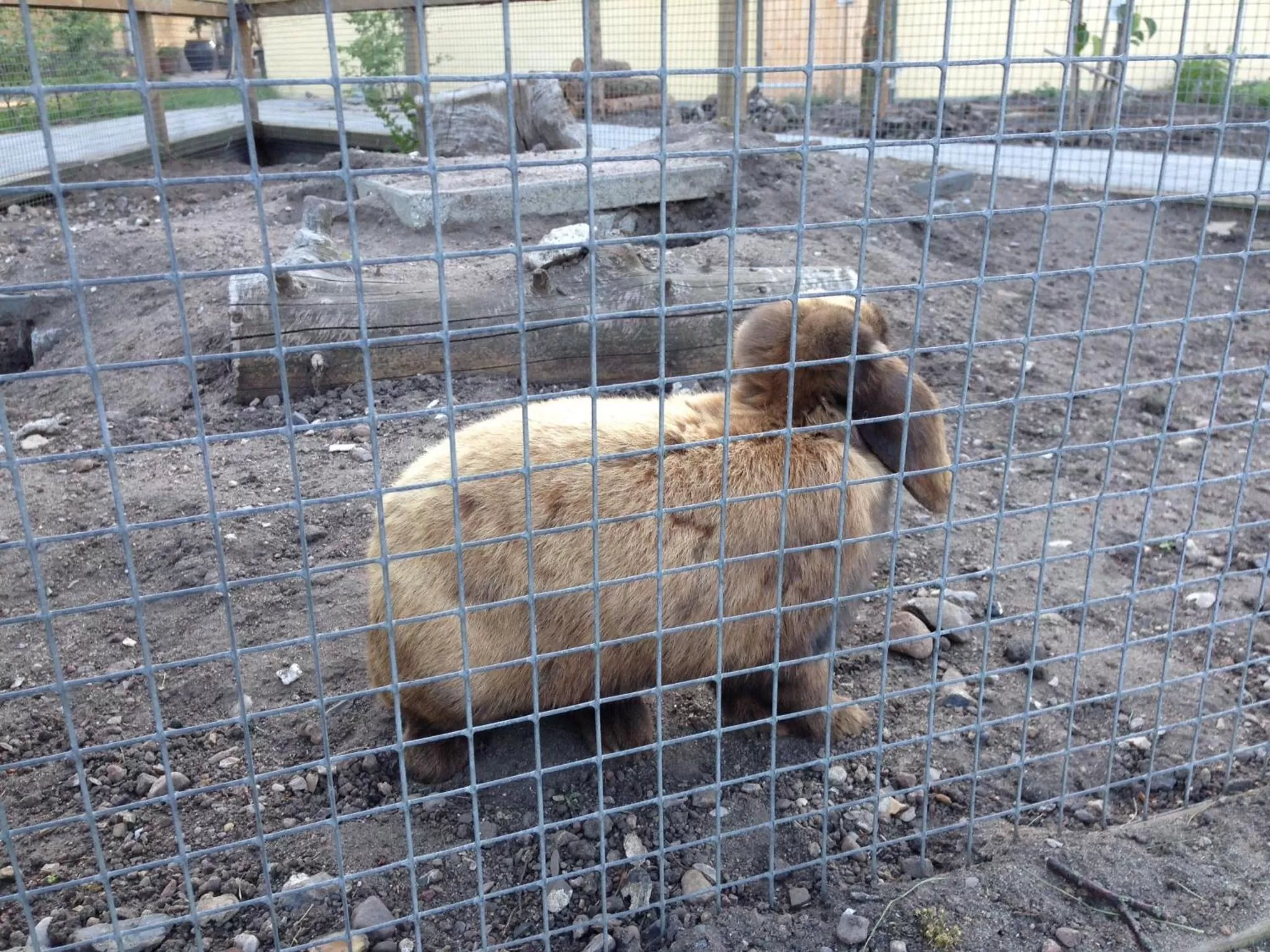 Pets in Birkende Bed and Breakfast