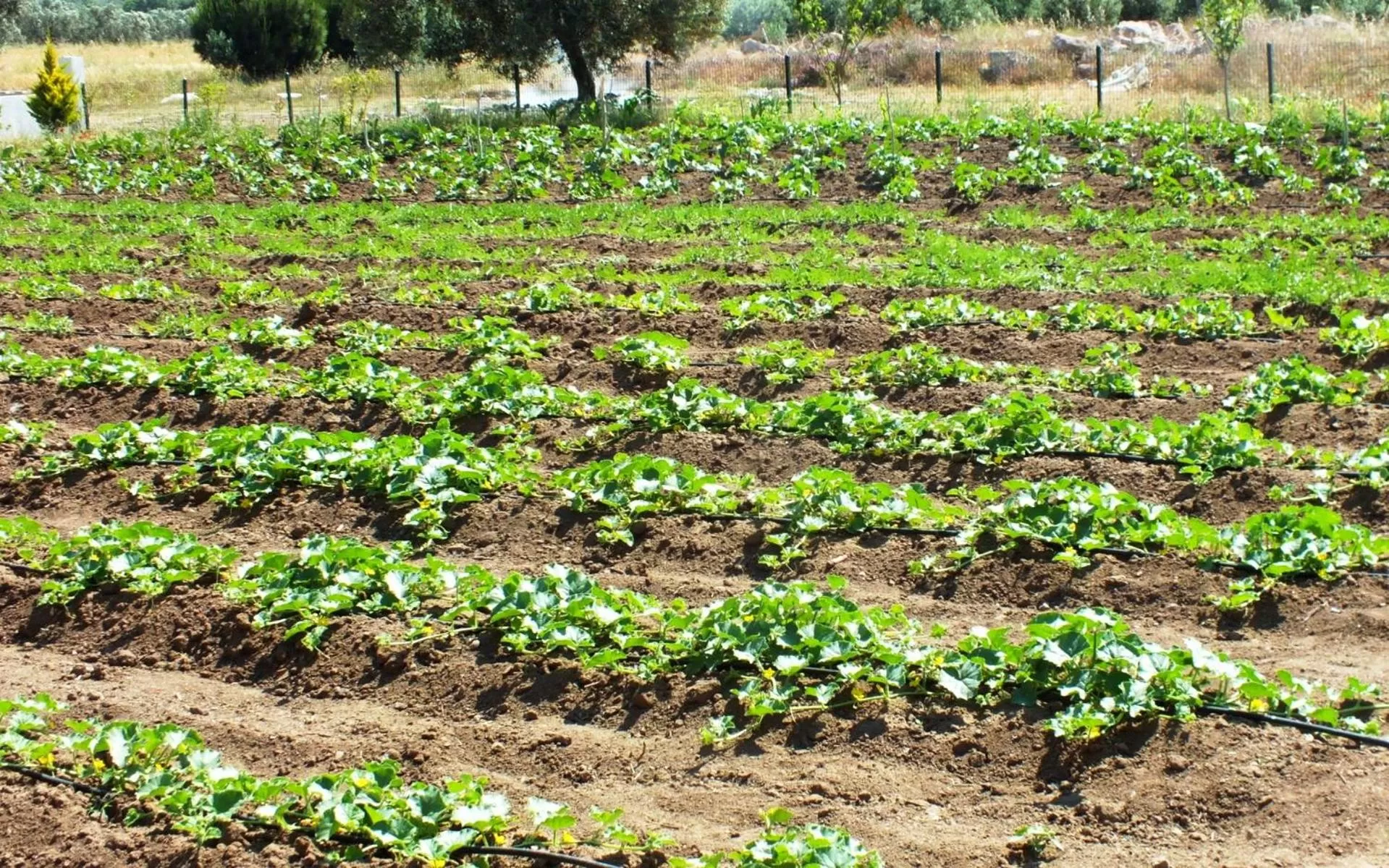 Natural landscape in Helen Troya Hotel Geyikli