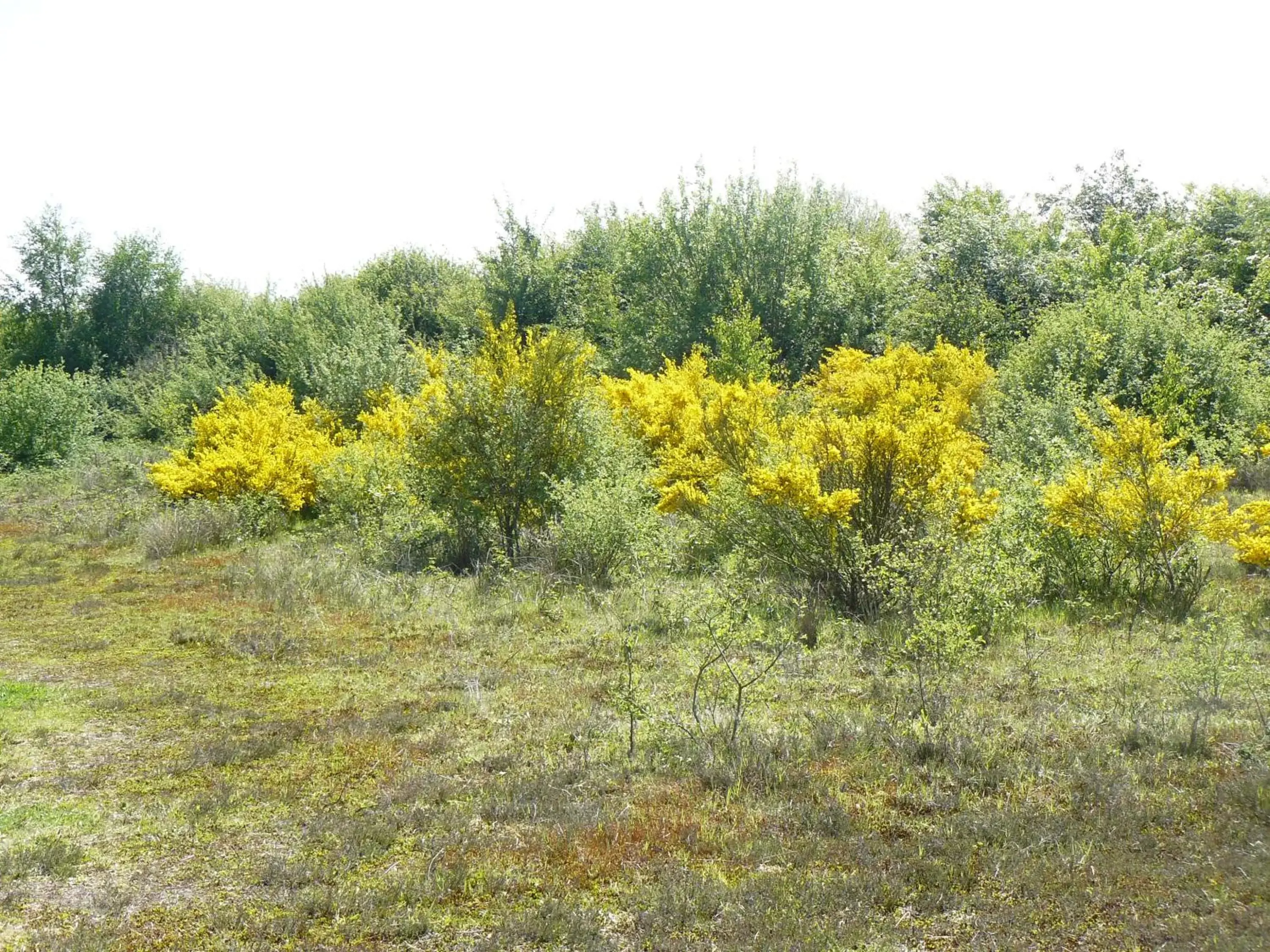 Other, Natural Landscape in Stichting Veenloopcentrum Weiteveen