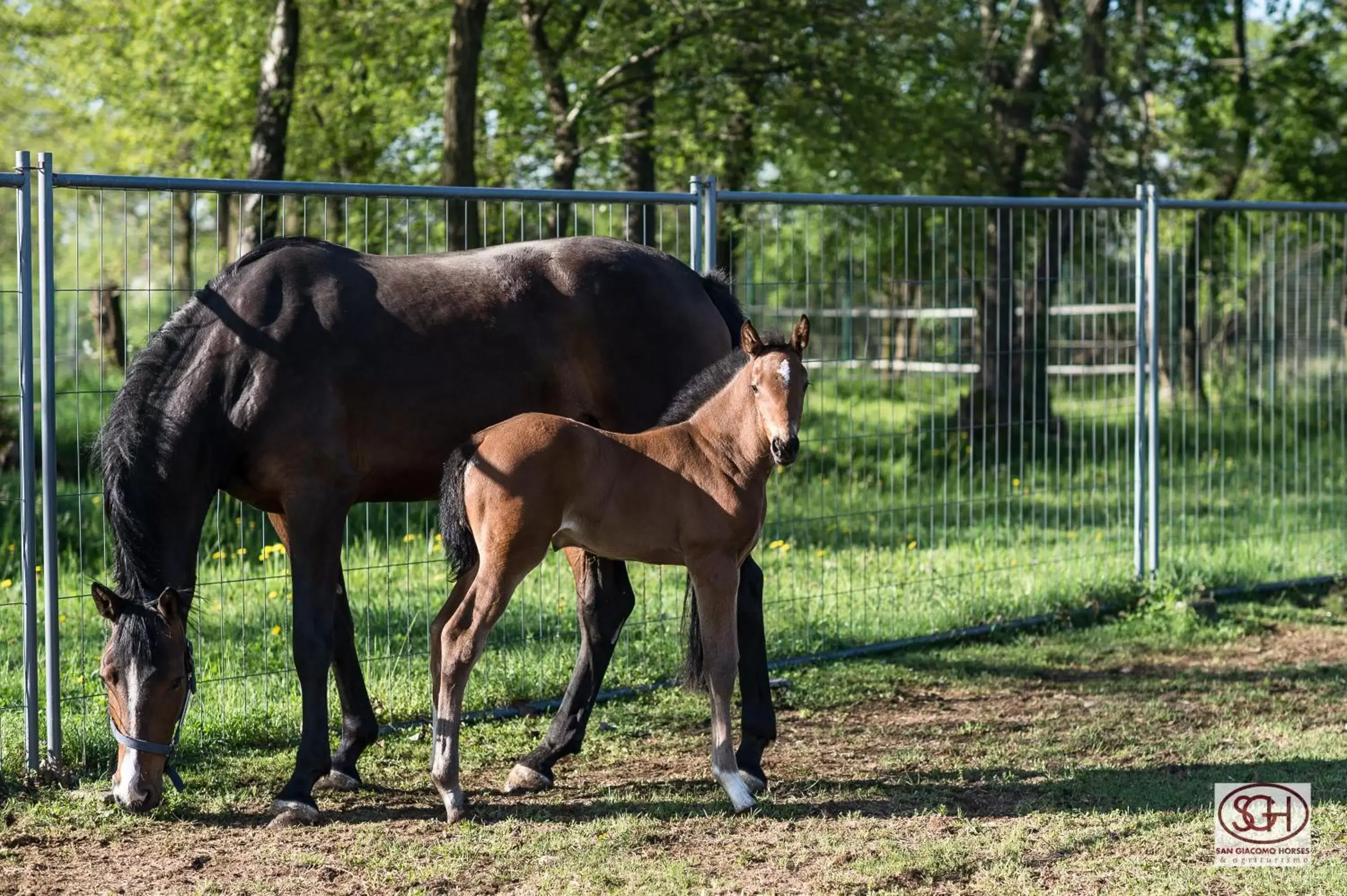 Pets, Other Animals in San Giacomo Horses & Agriturismo