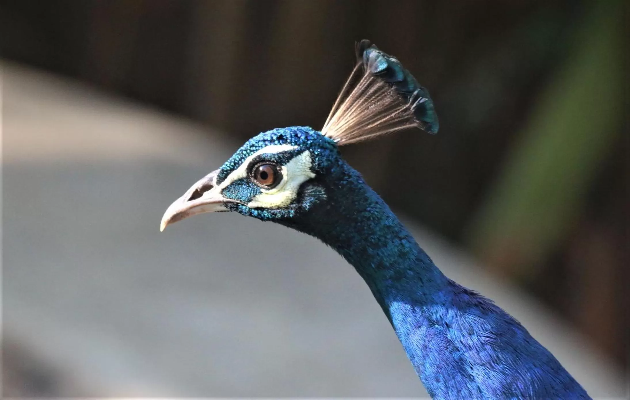 Animals in The Spice House Mirissa