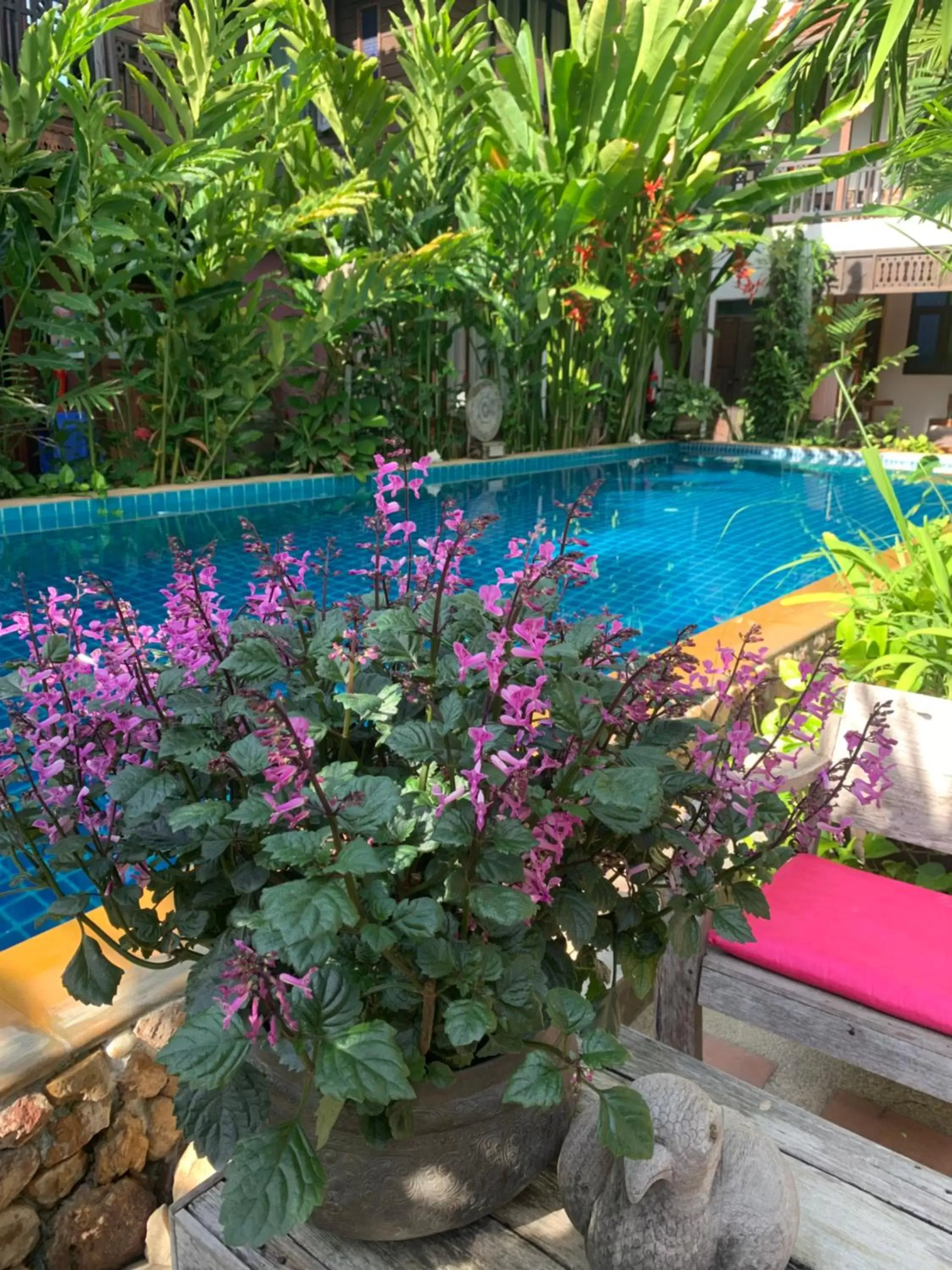 Spring, Swimming Pool in Hongkhao Village