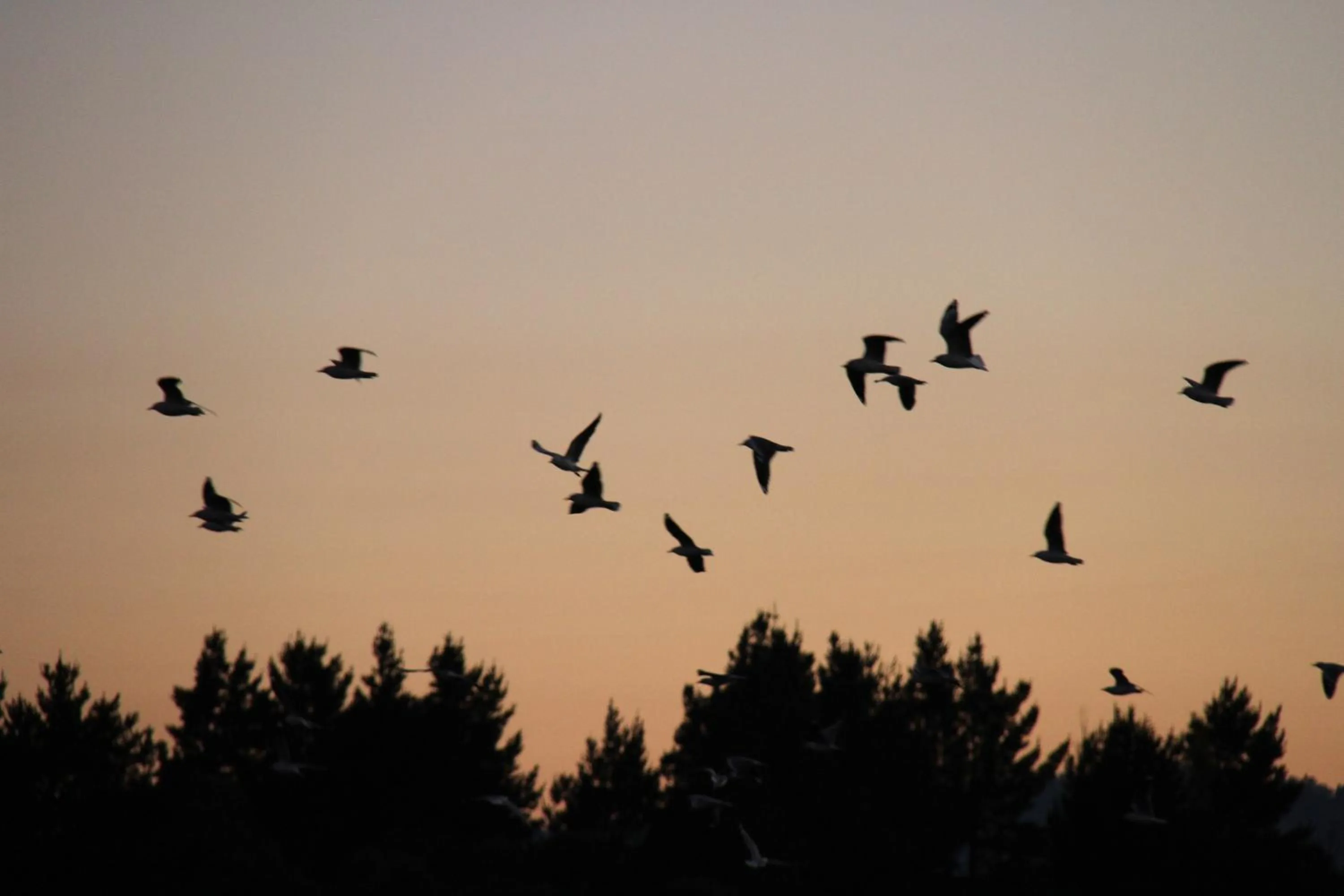 Natural landscape in Acacia Snowy Motel