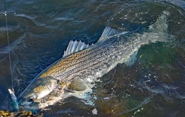 Fishing, Other Animals in Herring Run Motel and Tiny Cabins