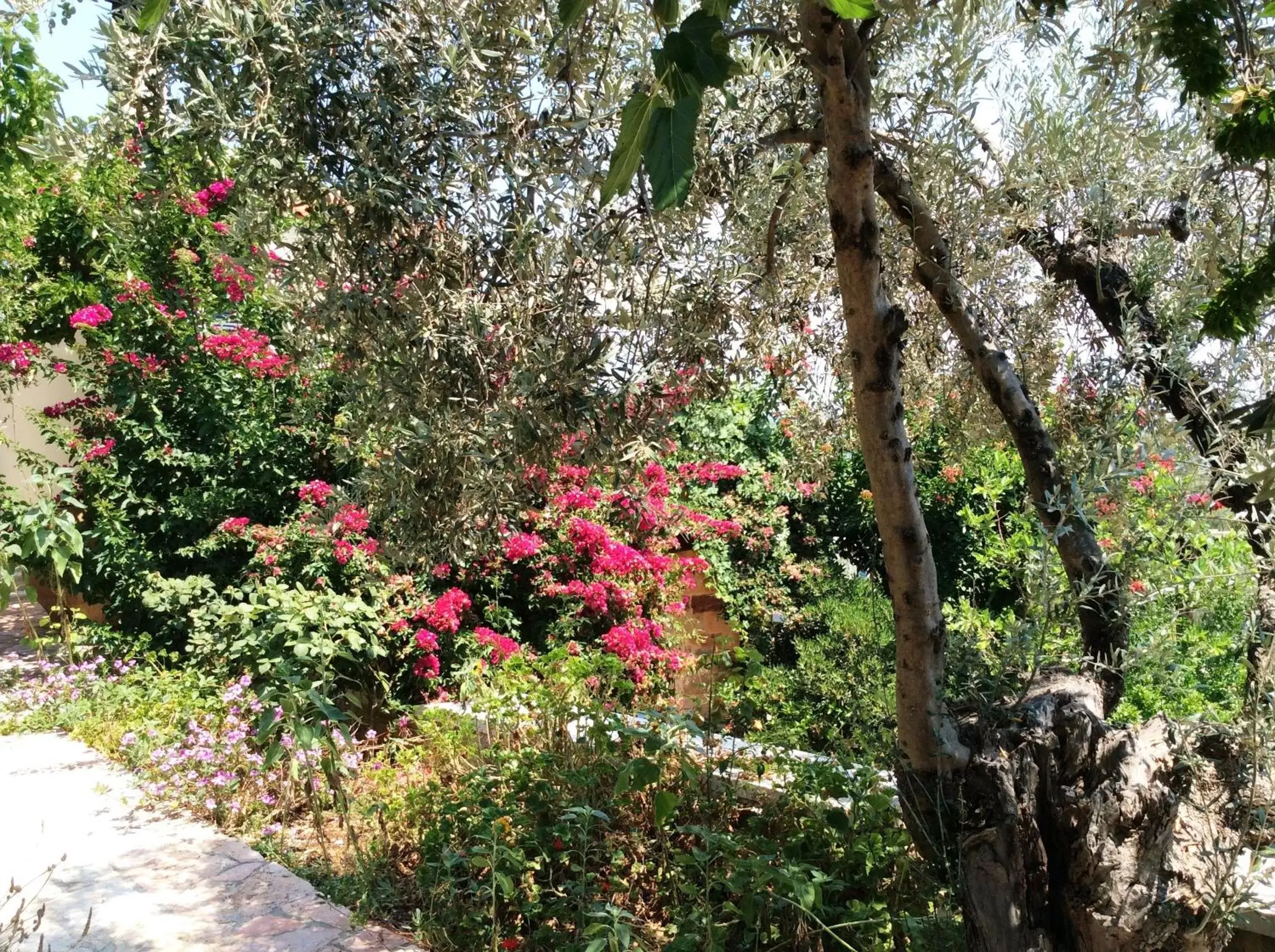 Garden in Angelica Villas Hotel Apartments