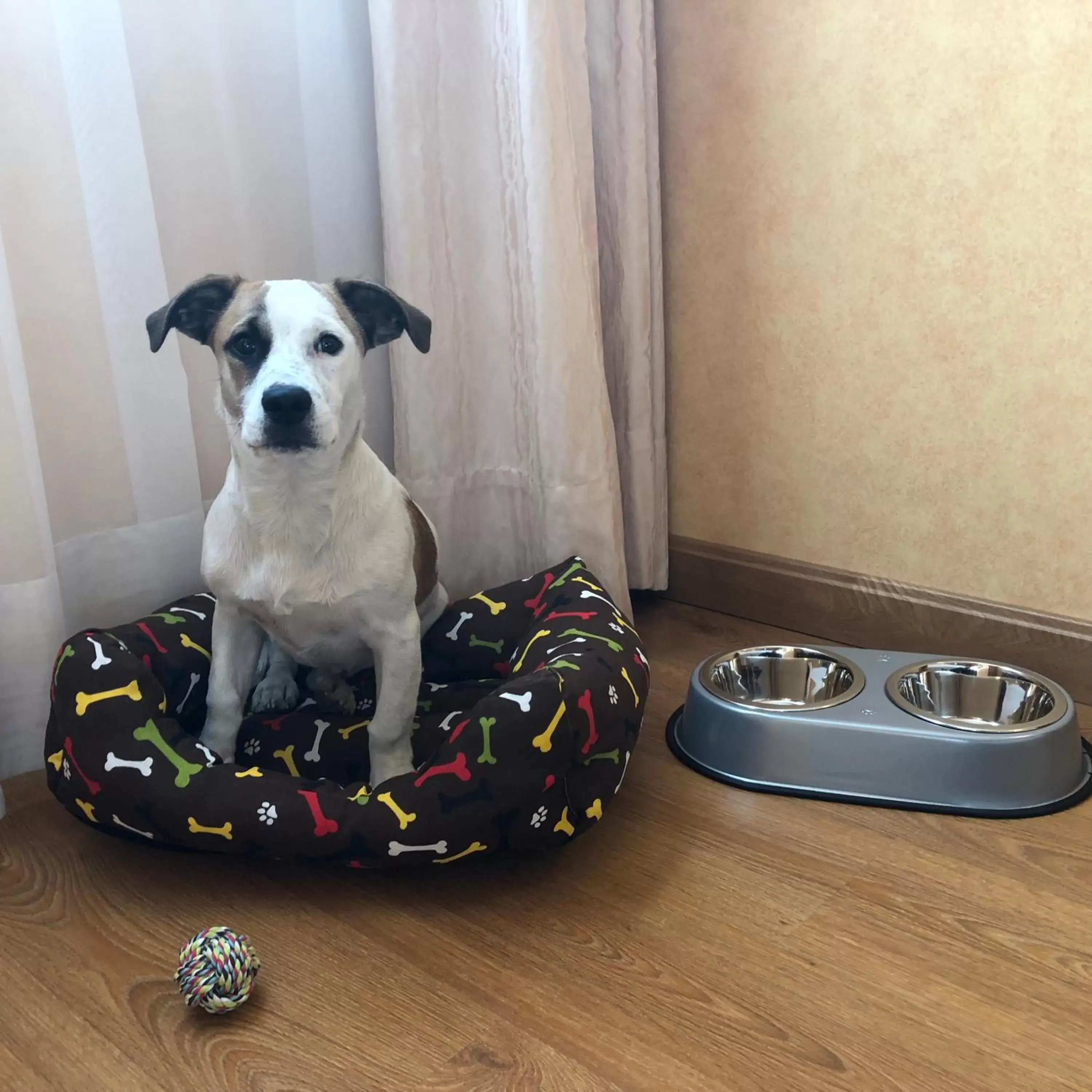 Pets in Oca Villa de Avilés Hotel