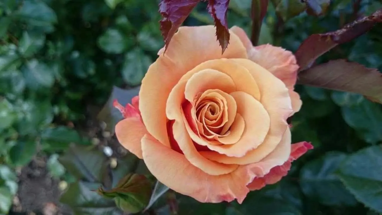 Other in Queens Park Motels