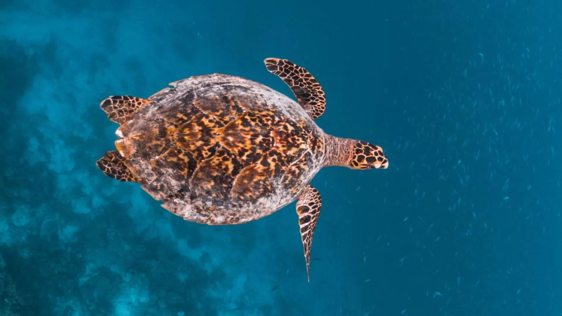 Snorkeling in Arena Beach Hotel