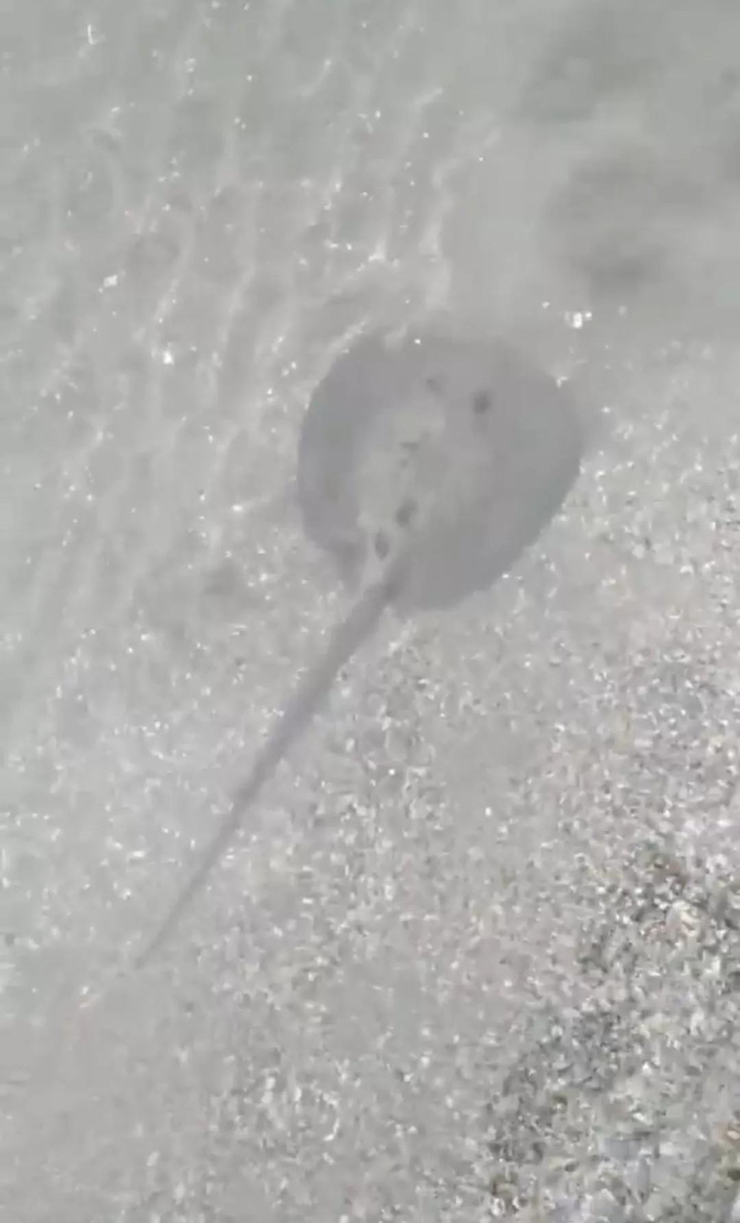 La Luciernaga Big Creek