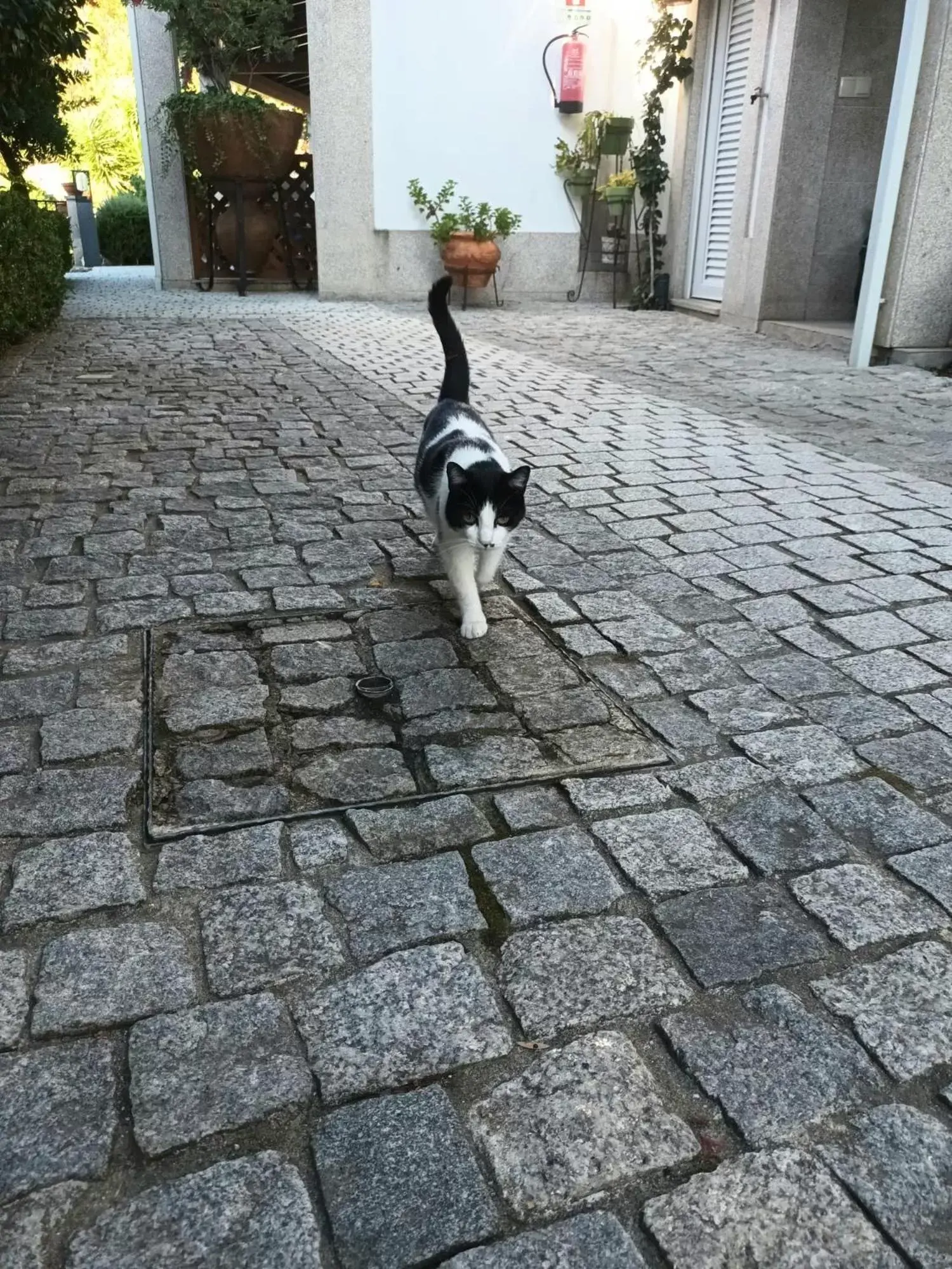 Pets in Casa de São Domingos