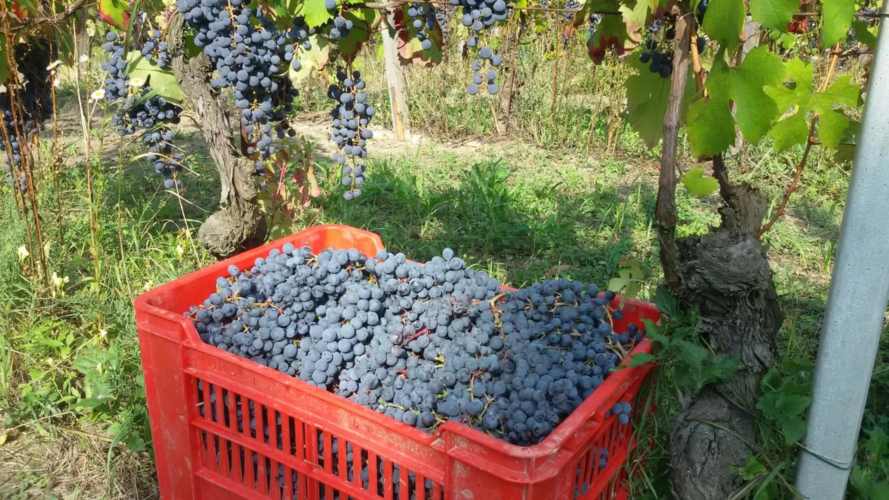 Autumn in Cascina Torello