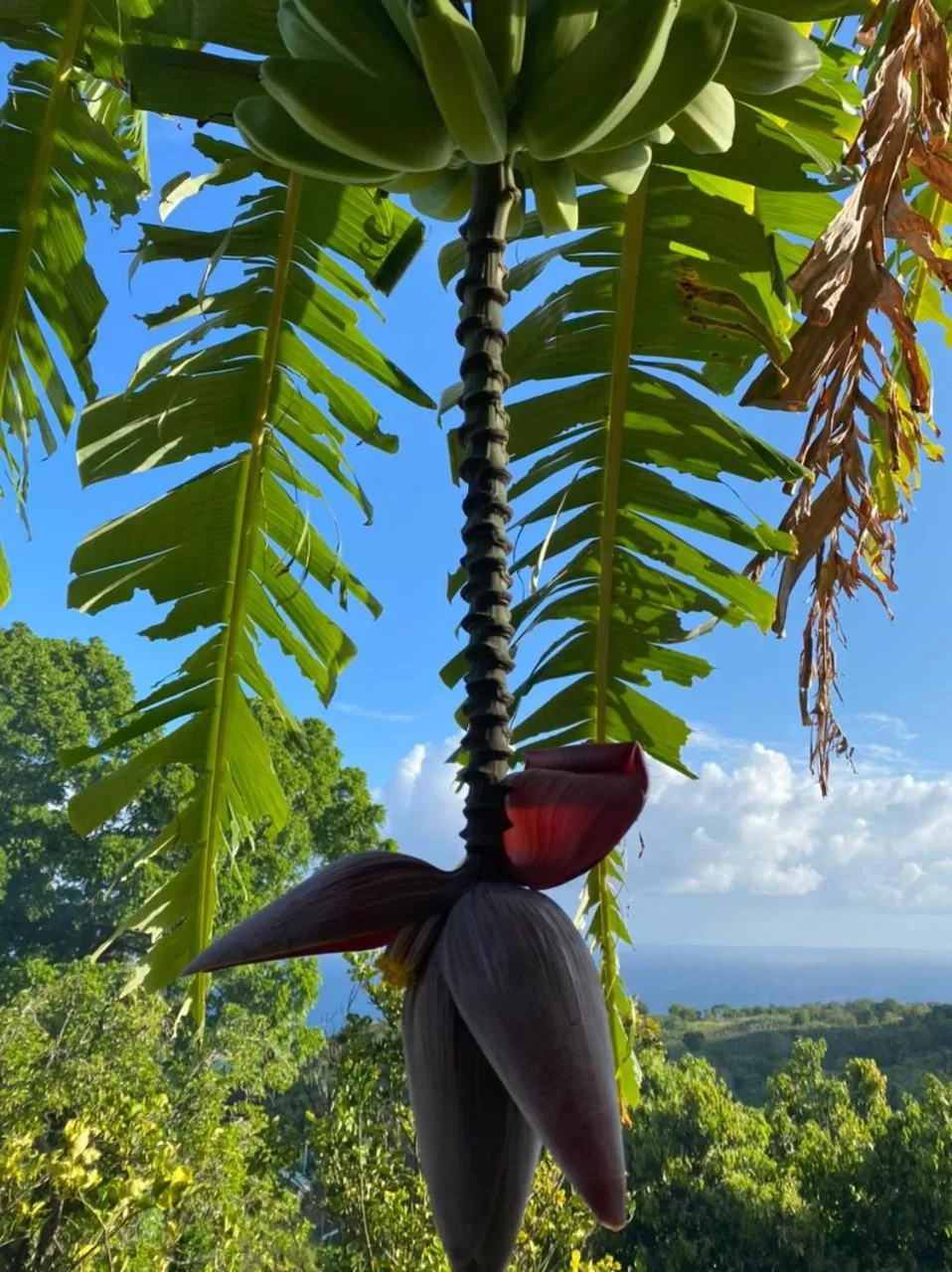 Villa Cajou chambres d'hôtes chez l'habitant et Zanzibar cottage
