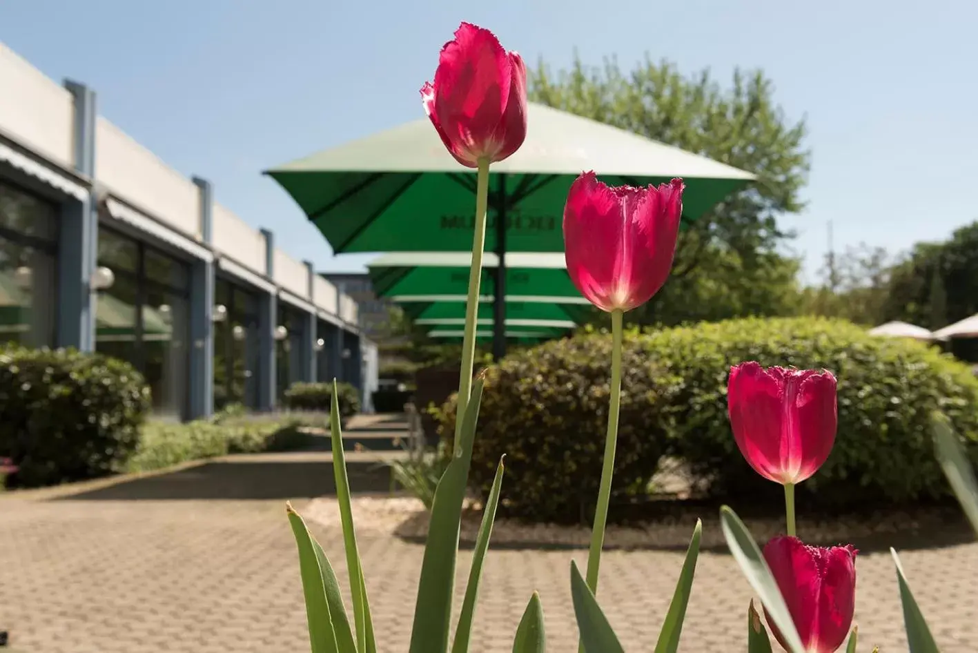 Garden, Property Building in Mercure Hotel Mannheim am Friedensplatz