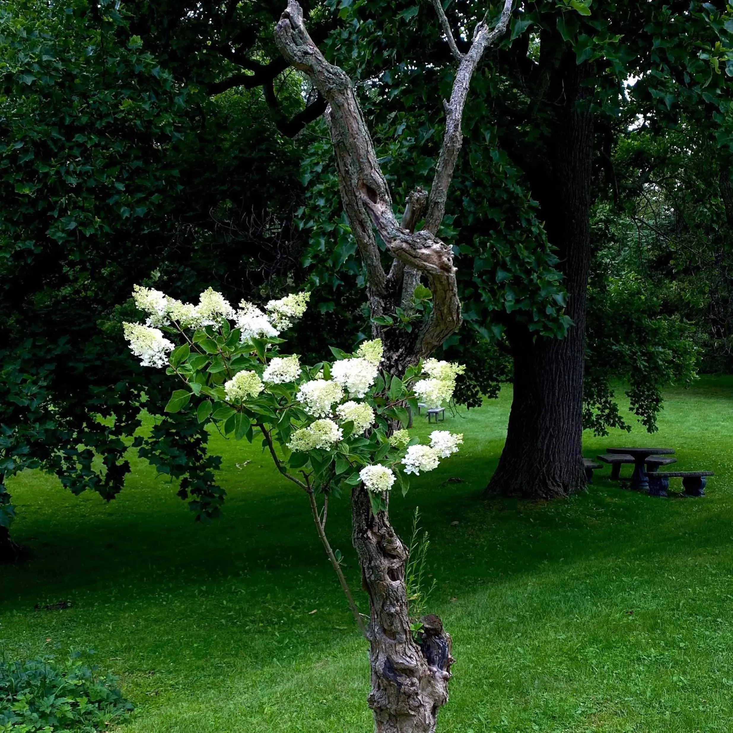 Garden in Clonmel Castle