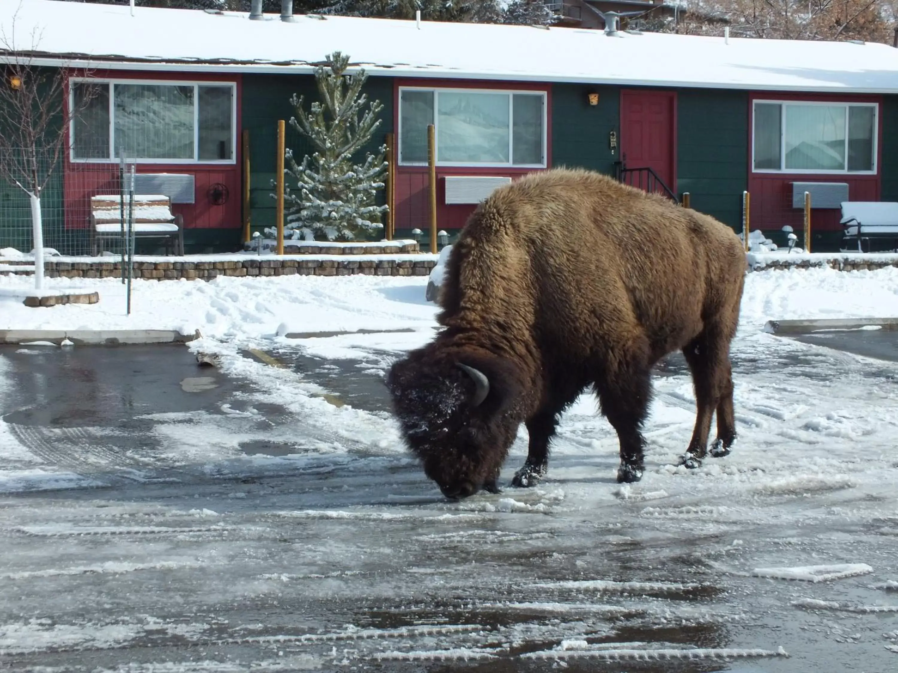 Winter in Yellowstone Gateway Inn