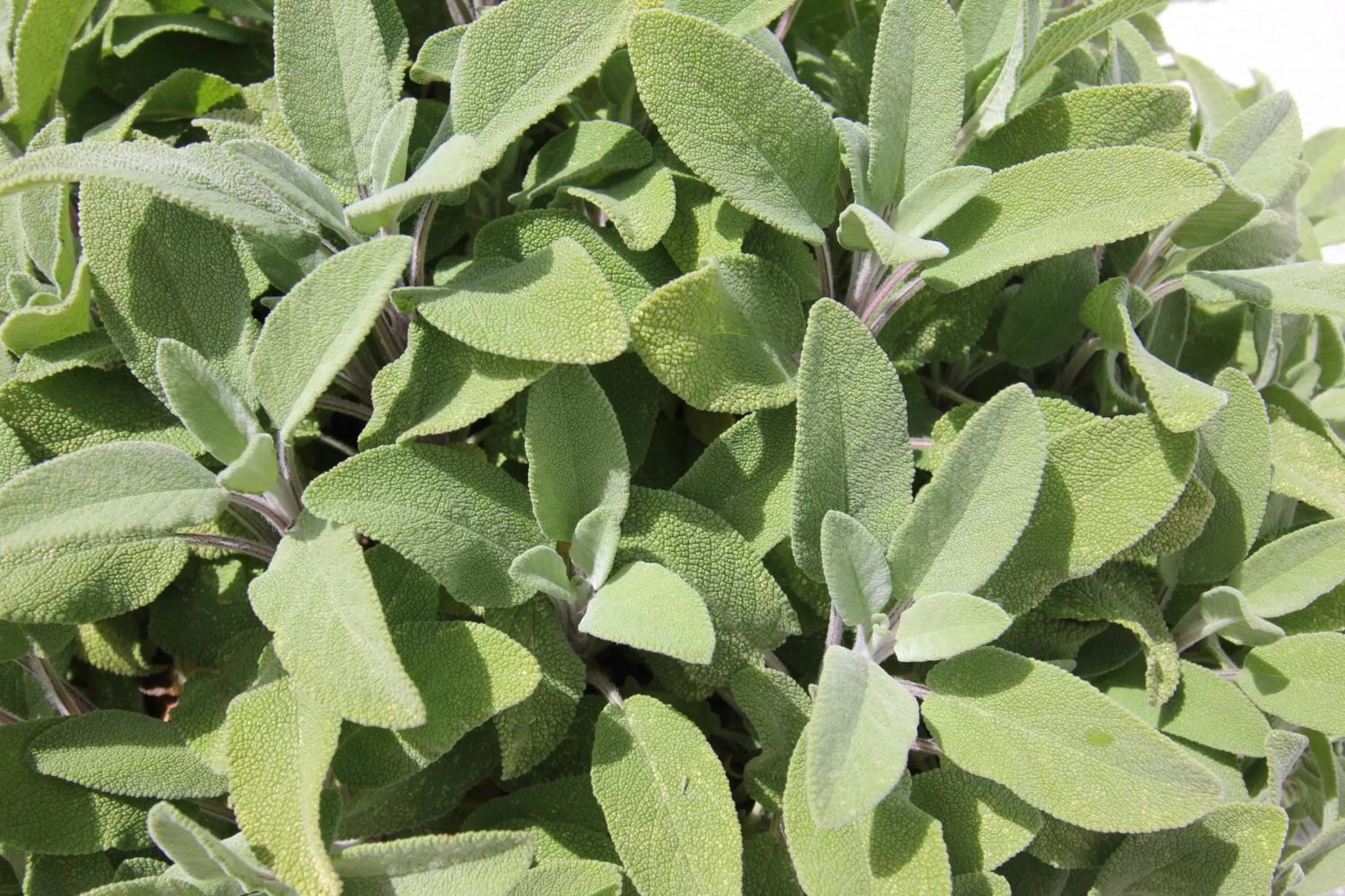 Garden in Hotel Intorno Al Fico