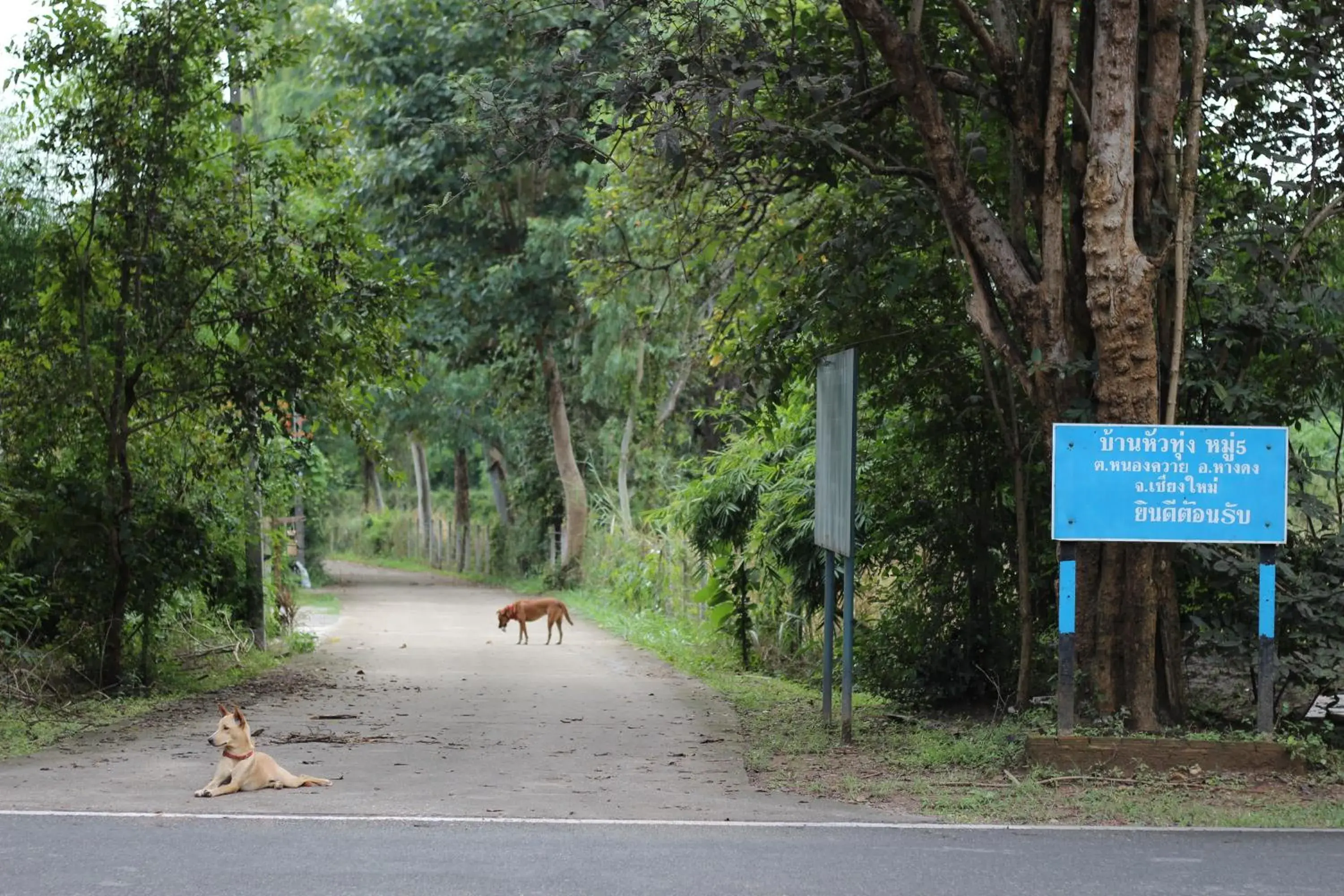 Animals in Foresta Villa