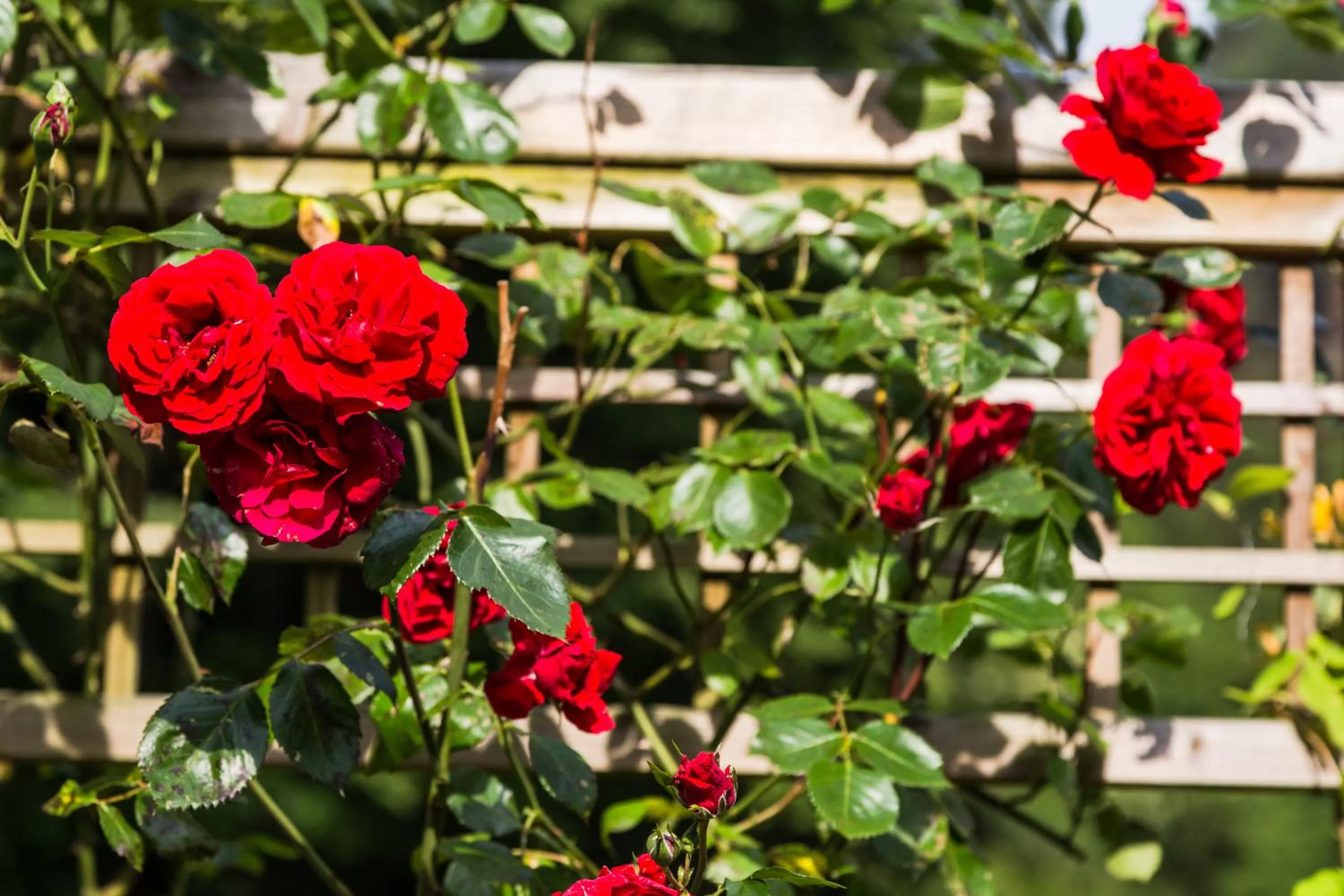 Other in Hotel Waldhäusel