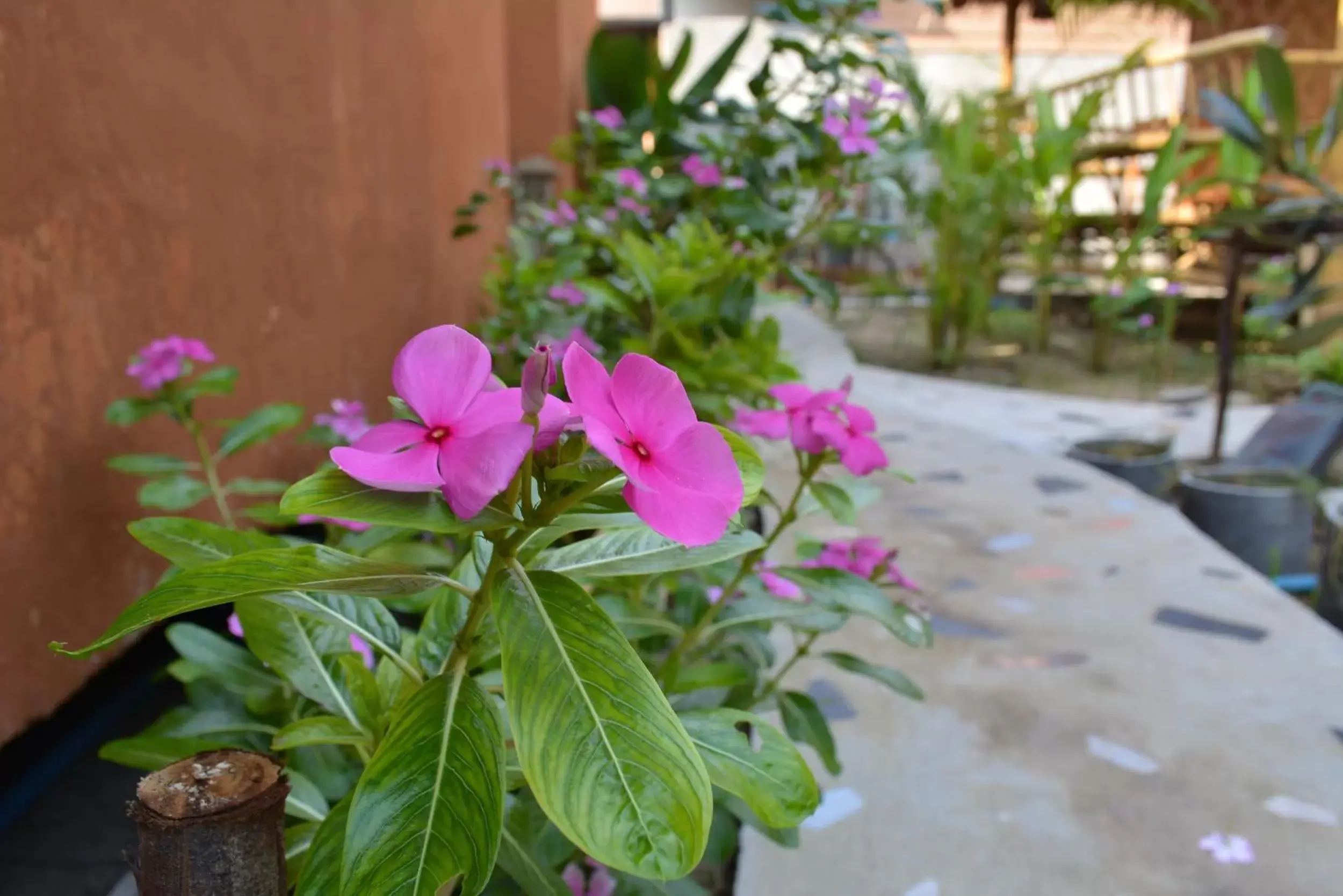 Garden in Panisara Pool Villa Resort Huahin