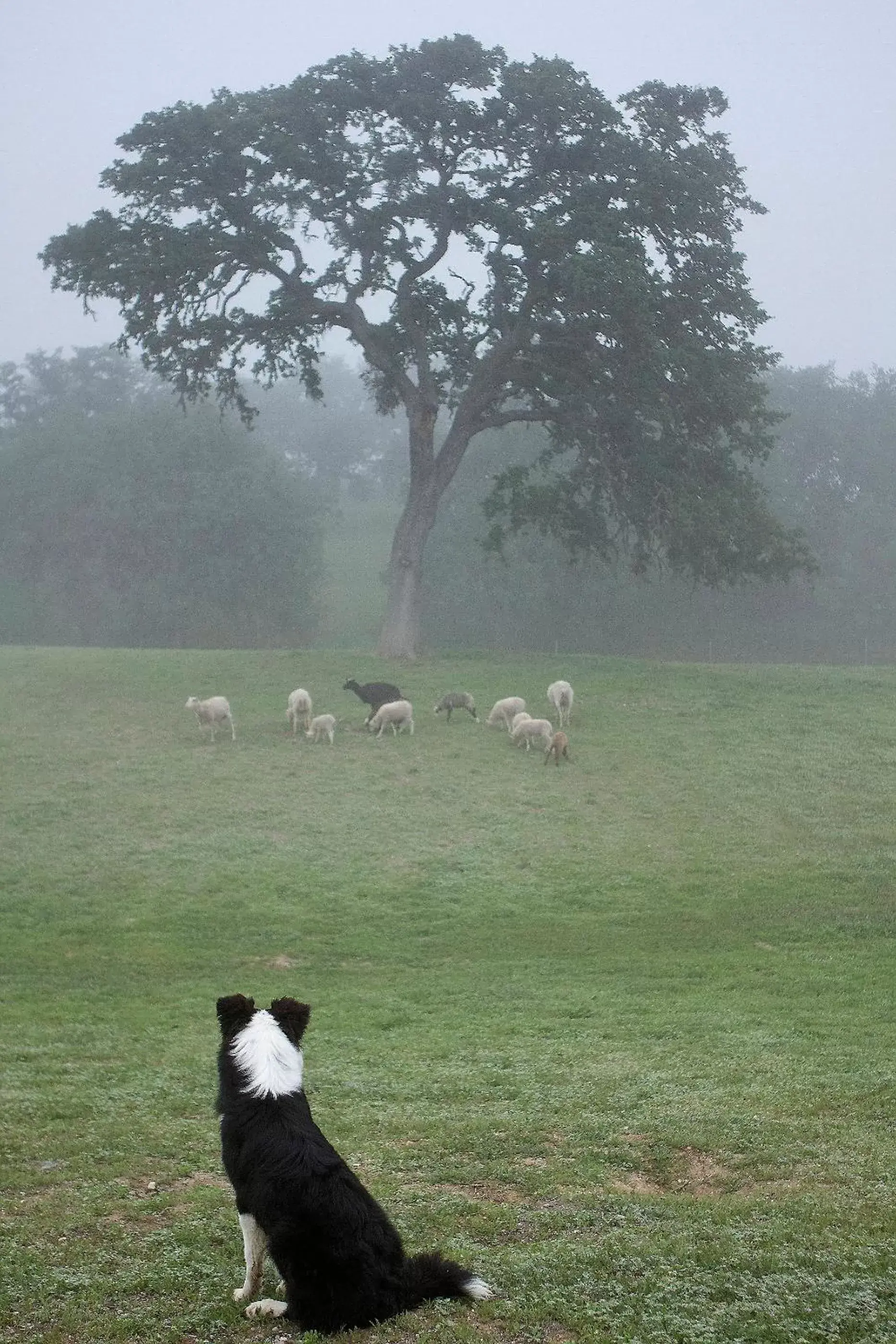 Rêves de Moutons