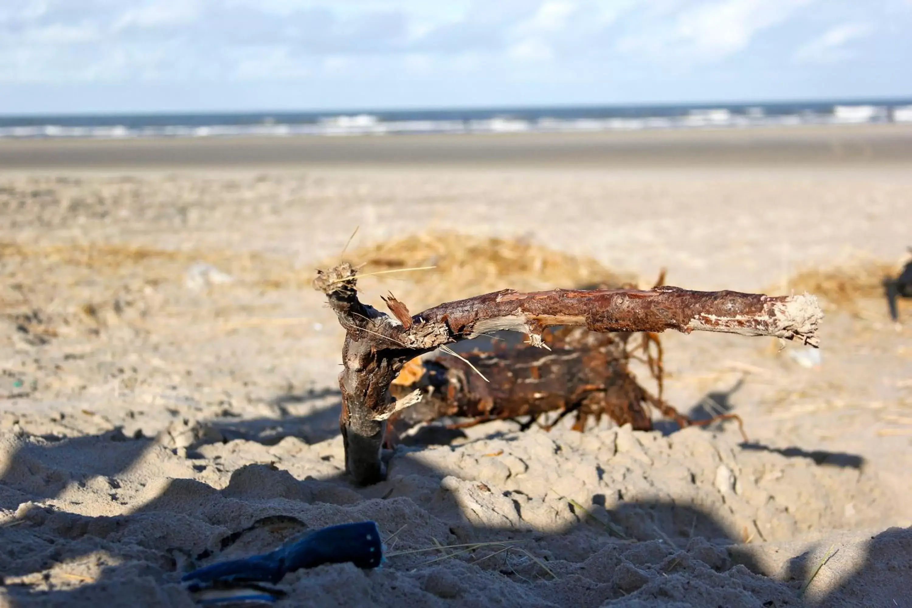 Beach, Other Animals in Paal 8 Hotel aan Zee