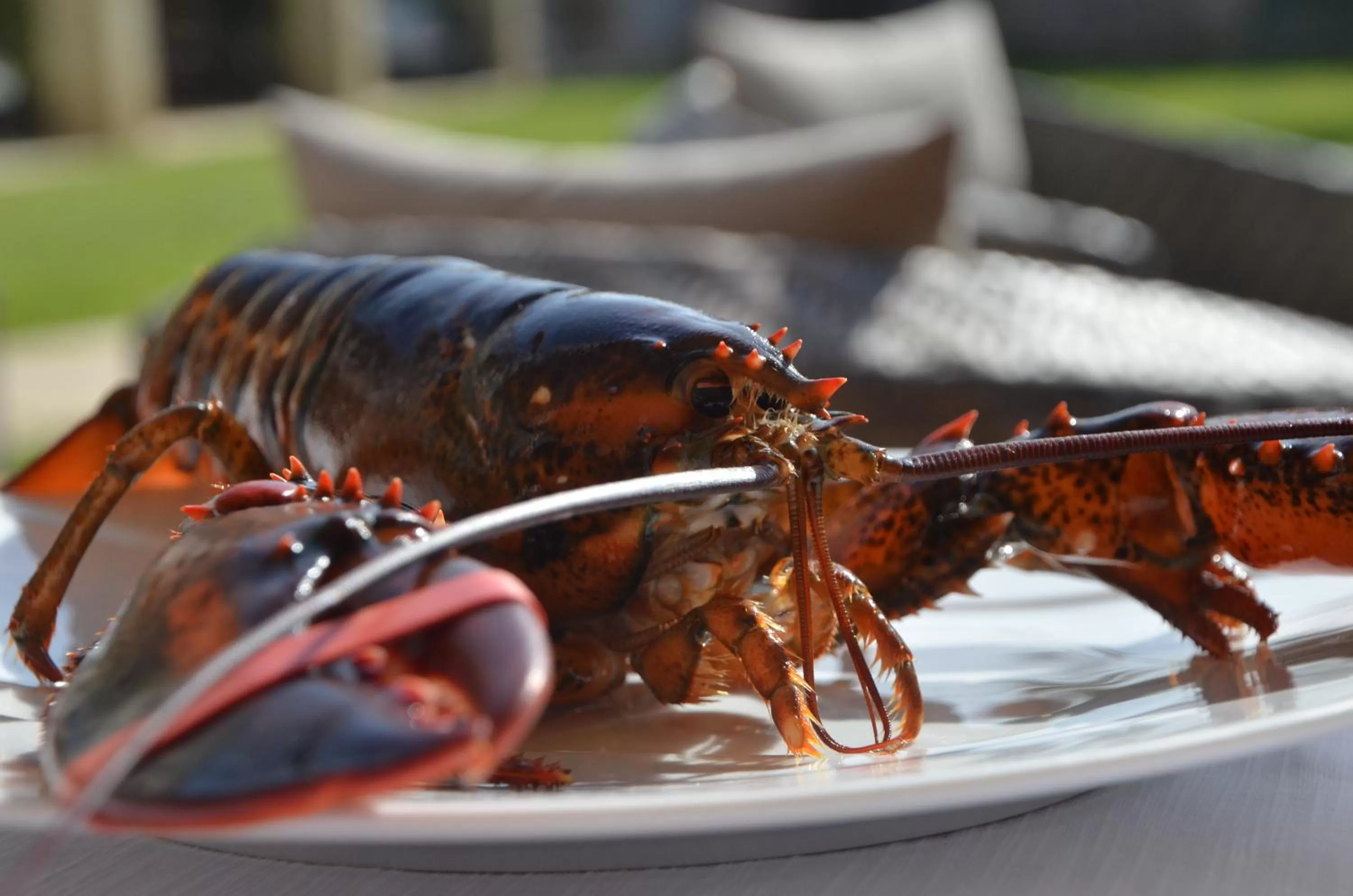 Meals in Hotel Restaurant Le Clos De Pradines