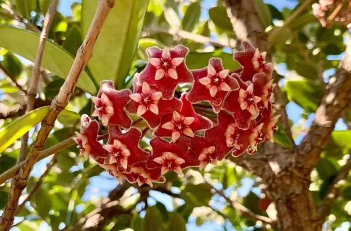 terrazze di montelusa