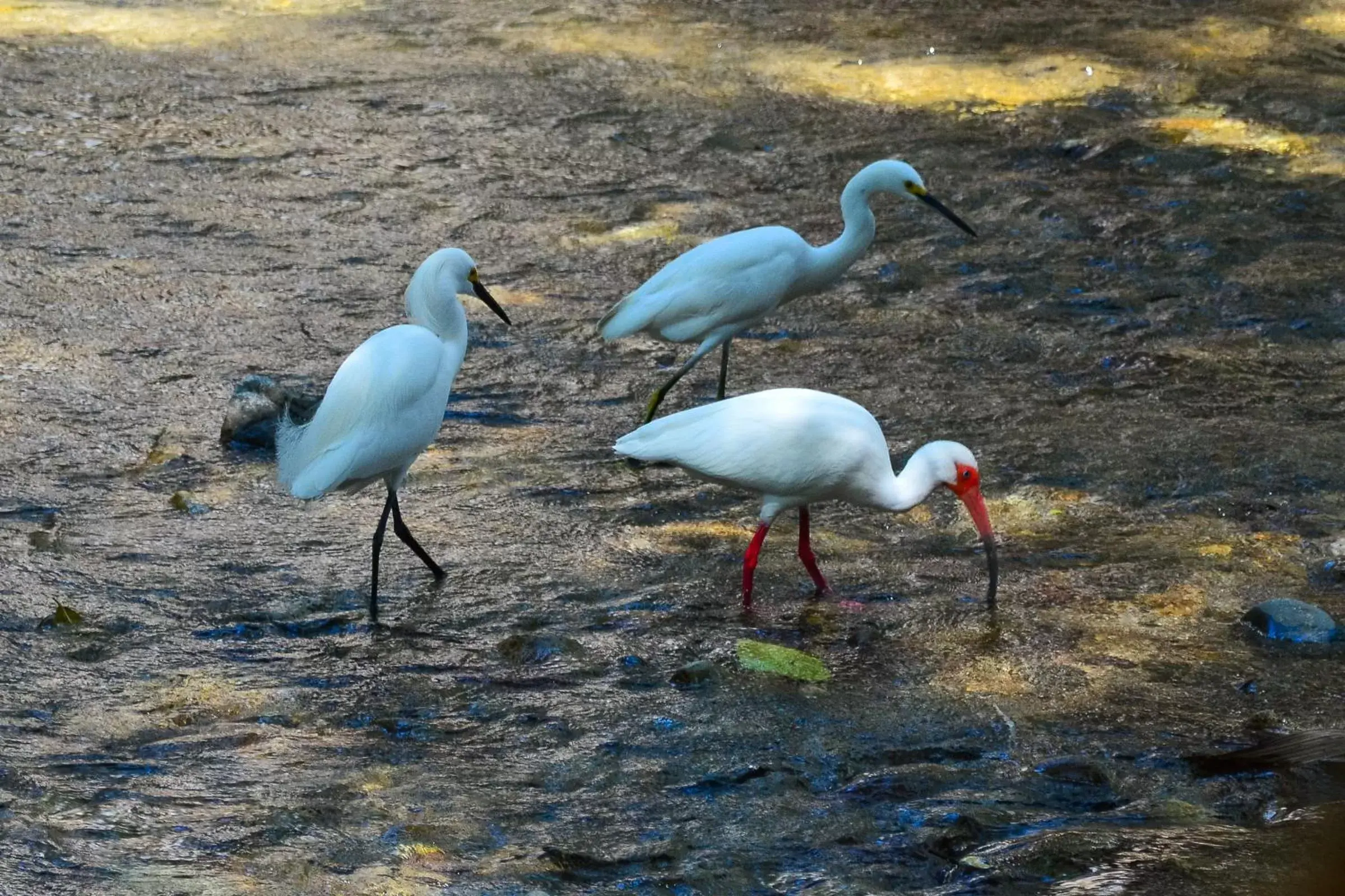 Animals, Other Animals in Garlands Del Rio