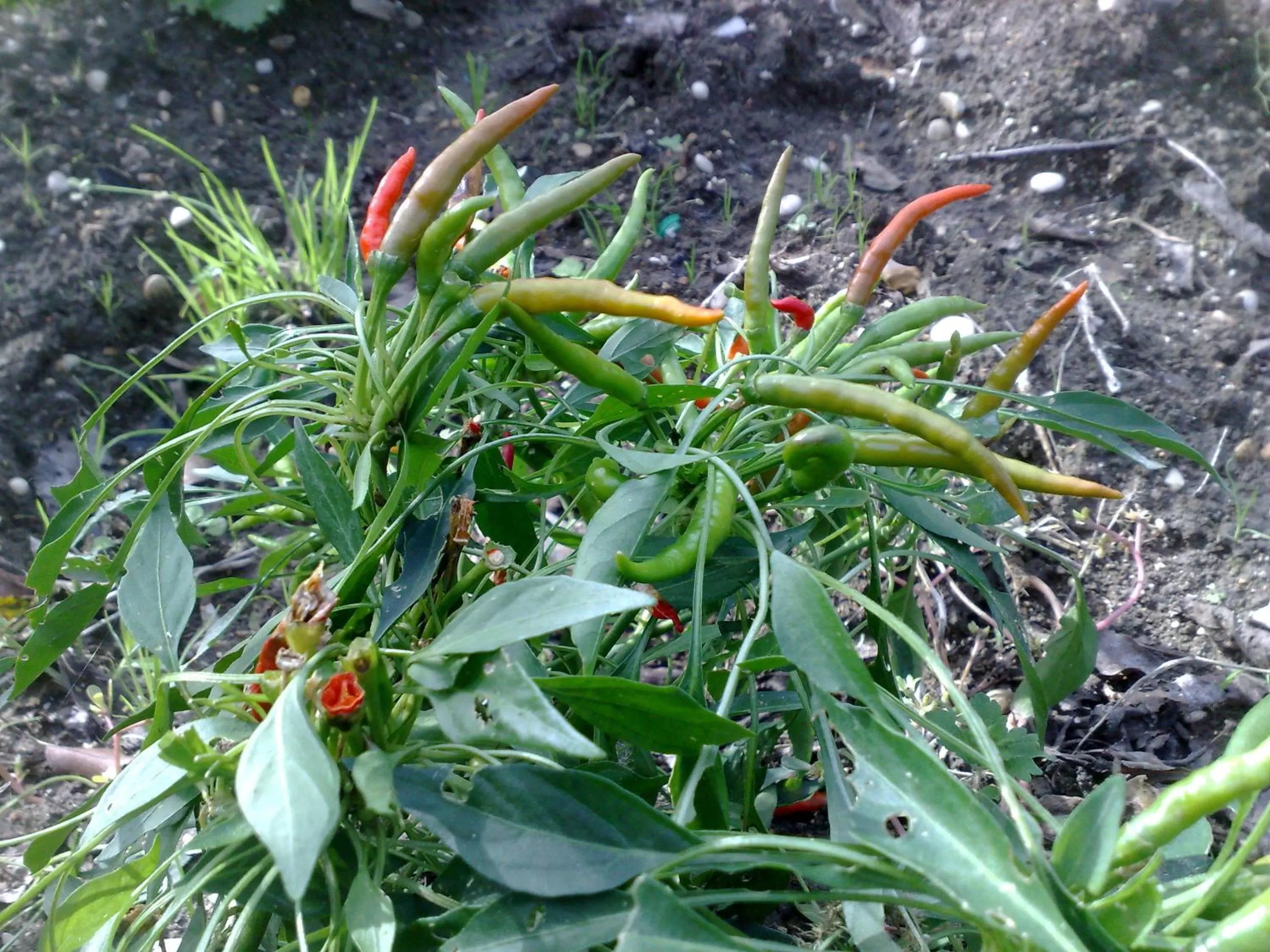 Garden in B&B Il Giardino di Gabri
