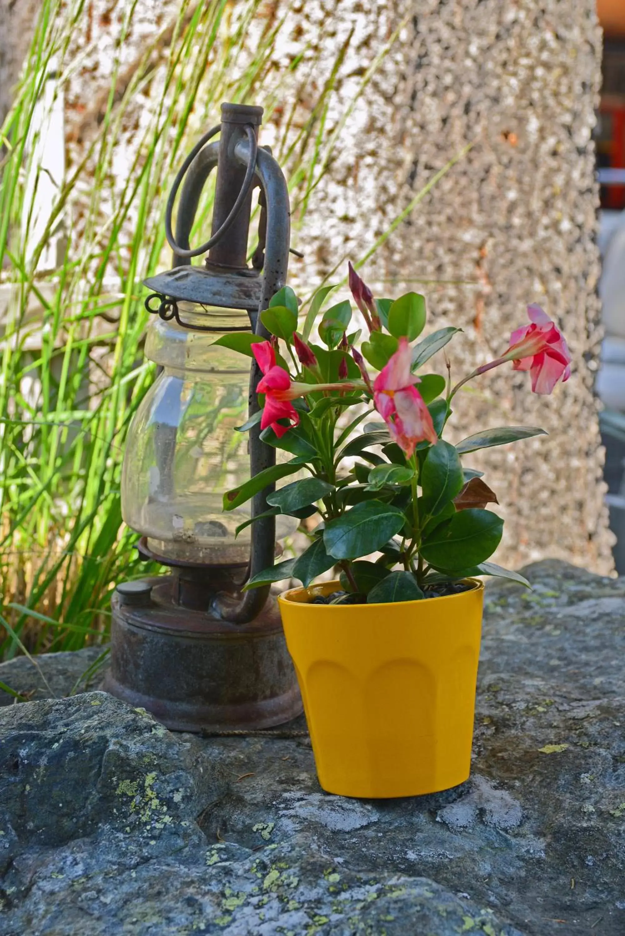 Garden in Hotel Wynegg